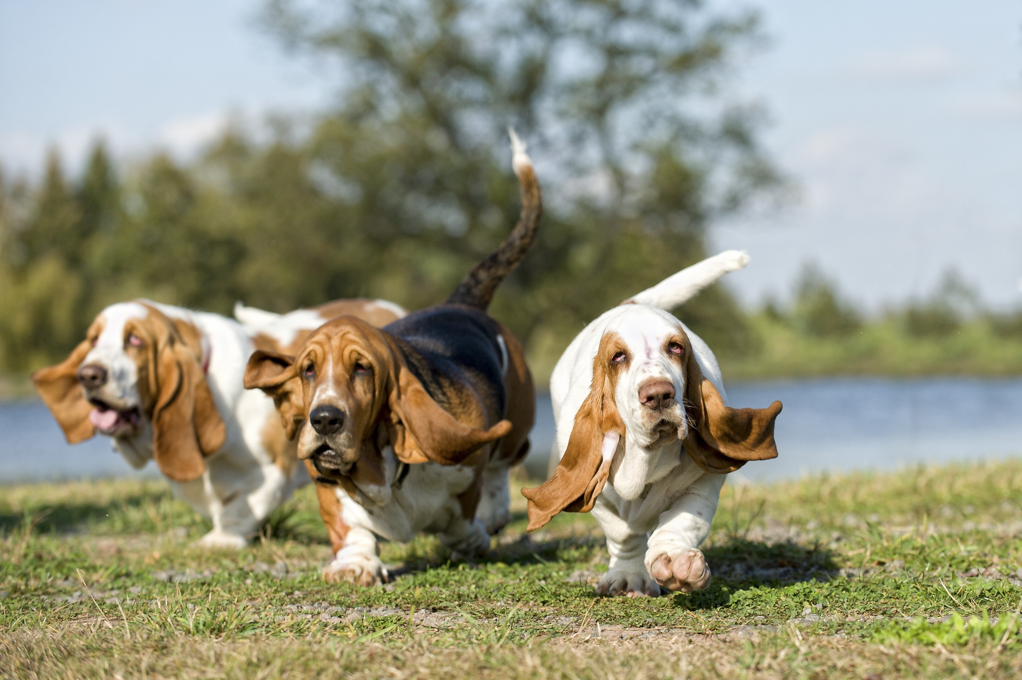 group of basset hounds running across a yard to the camera