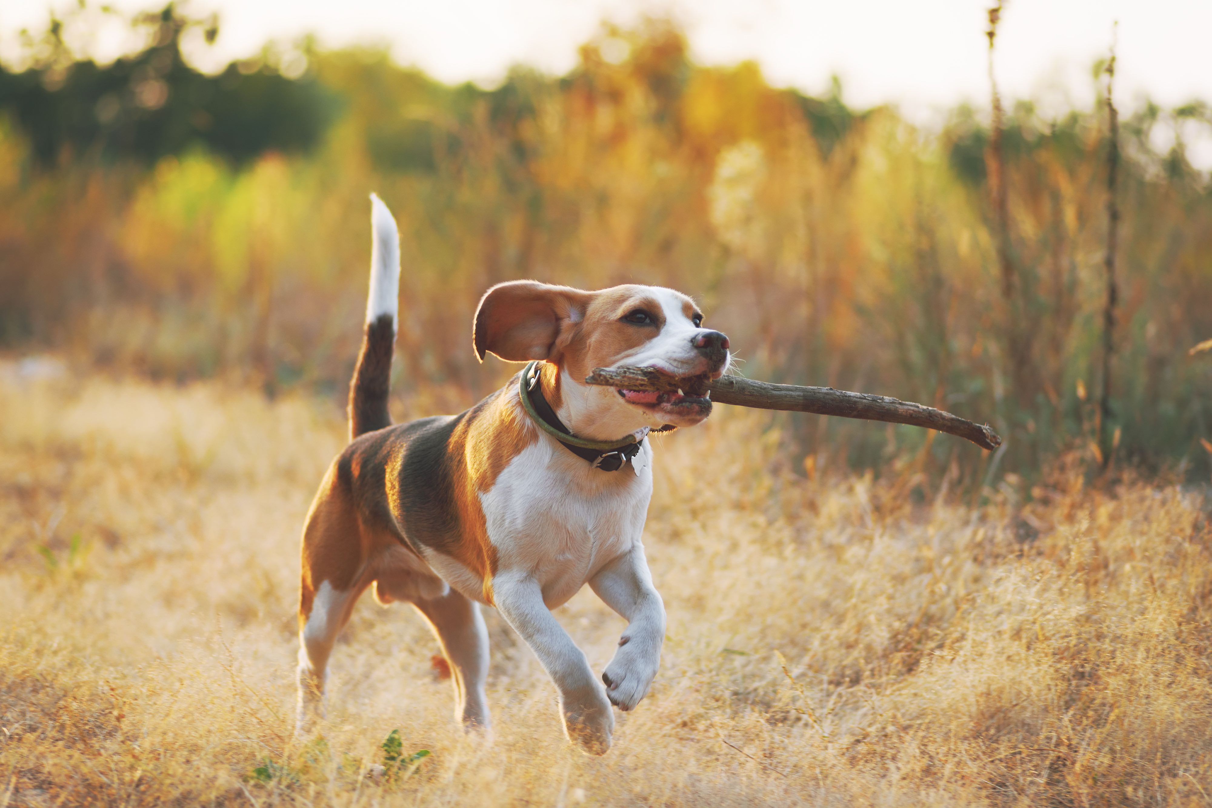beagle dog running with a stick in his mouth
