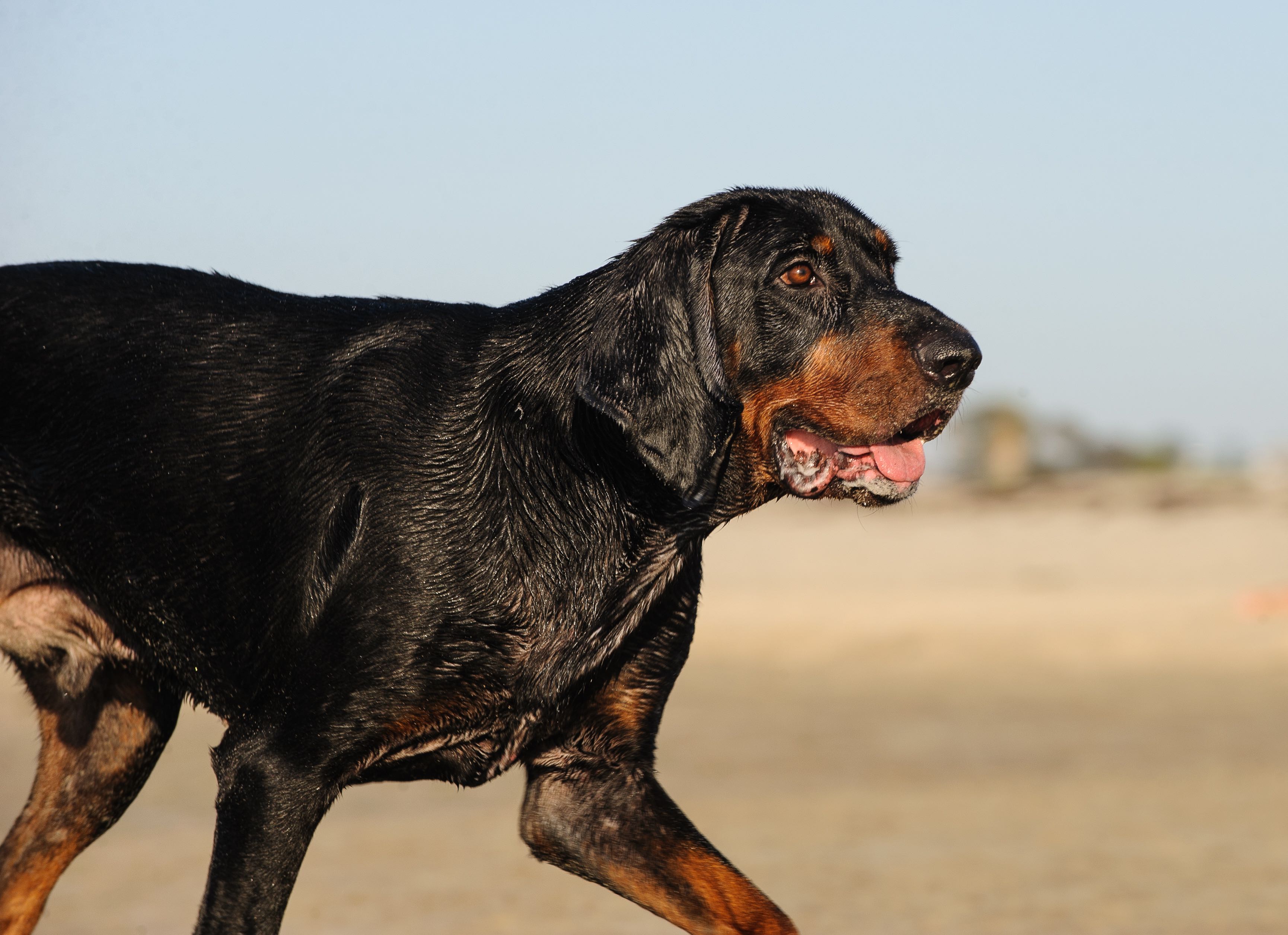 wet black and tan coonhound walking on a beach