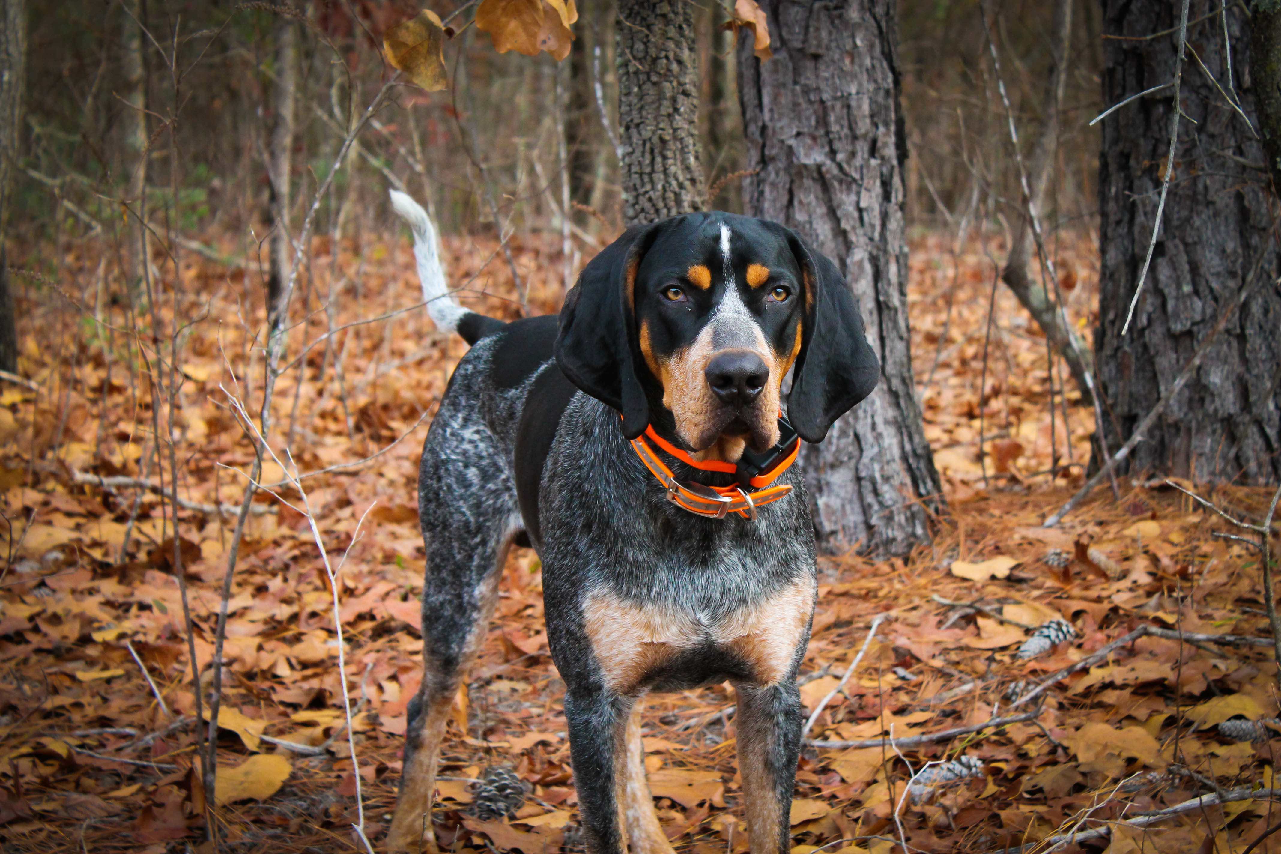 bluetick coonhound standing in a wooded area surrounded by fall leaves