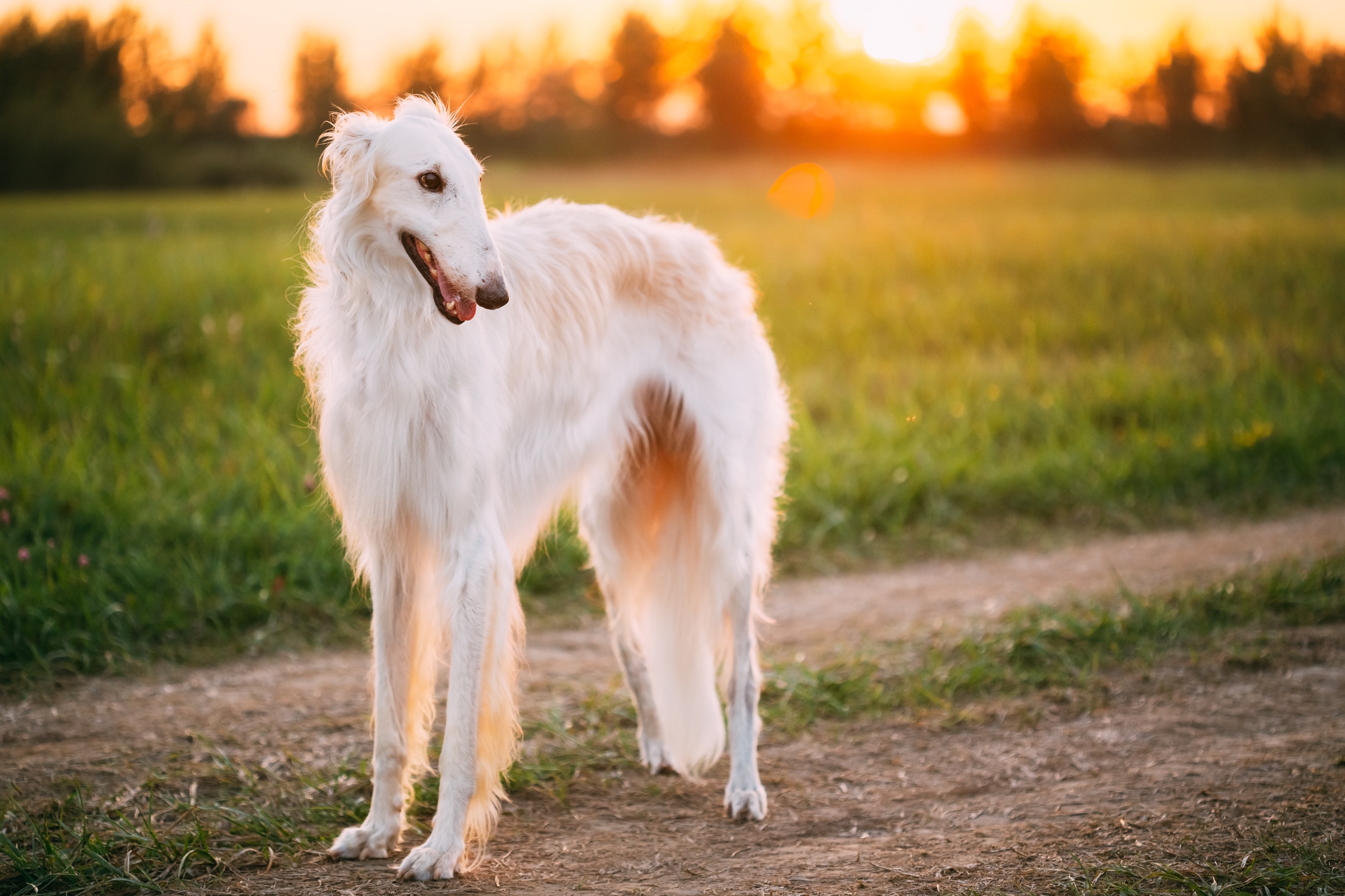 white borzoi standing in front of a sunset