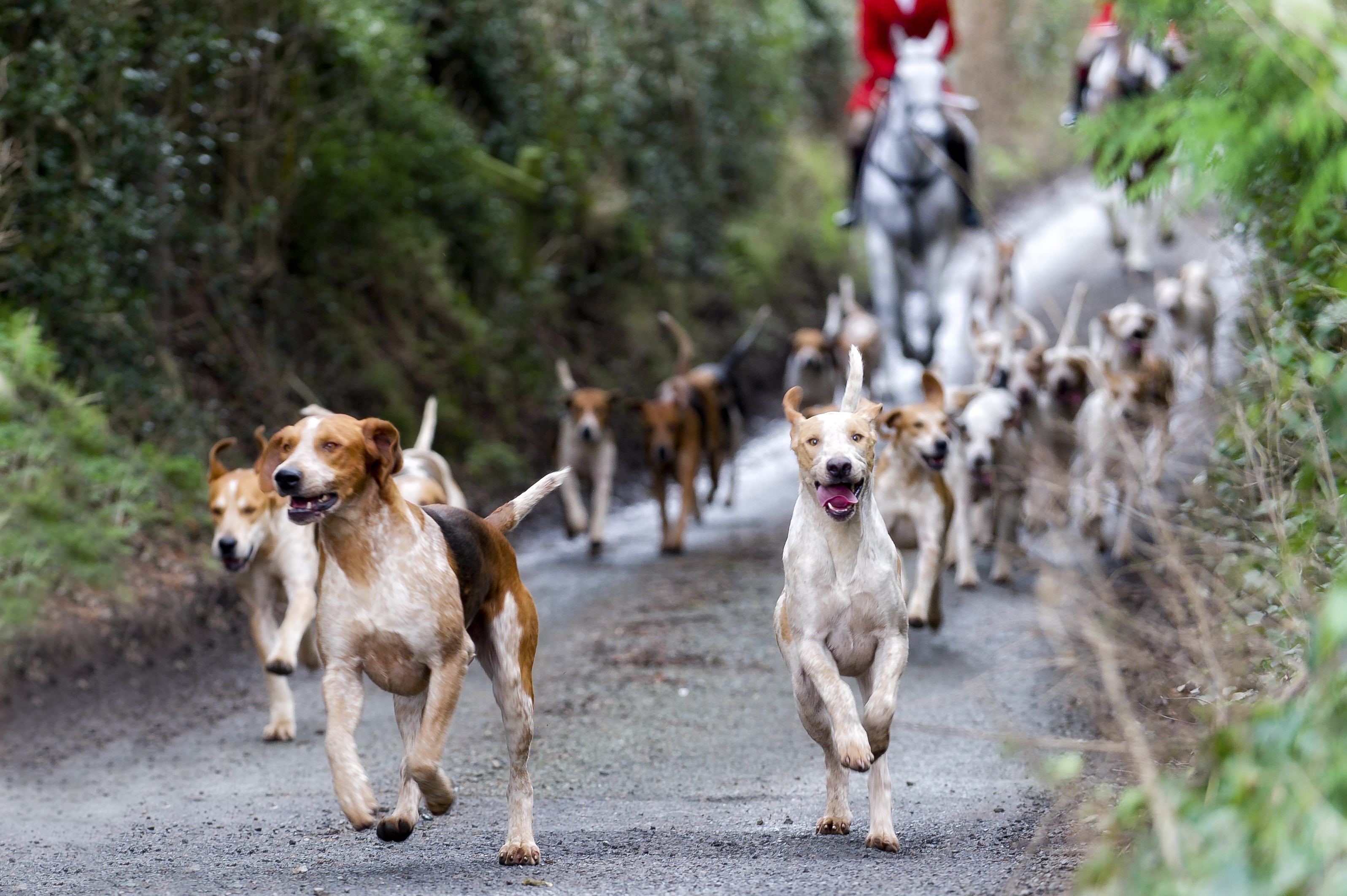 group of english foxhounds running on a hunt