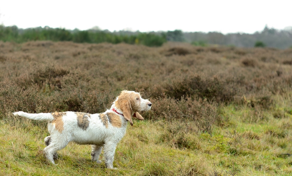 grand basset griffon vendeen dog standing and surveying a field