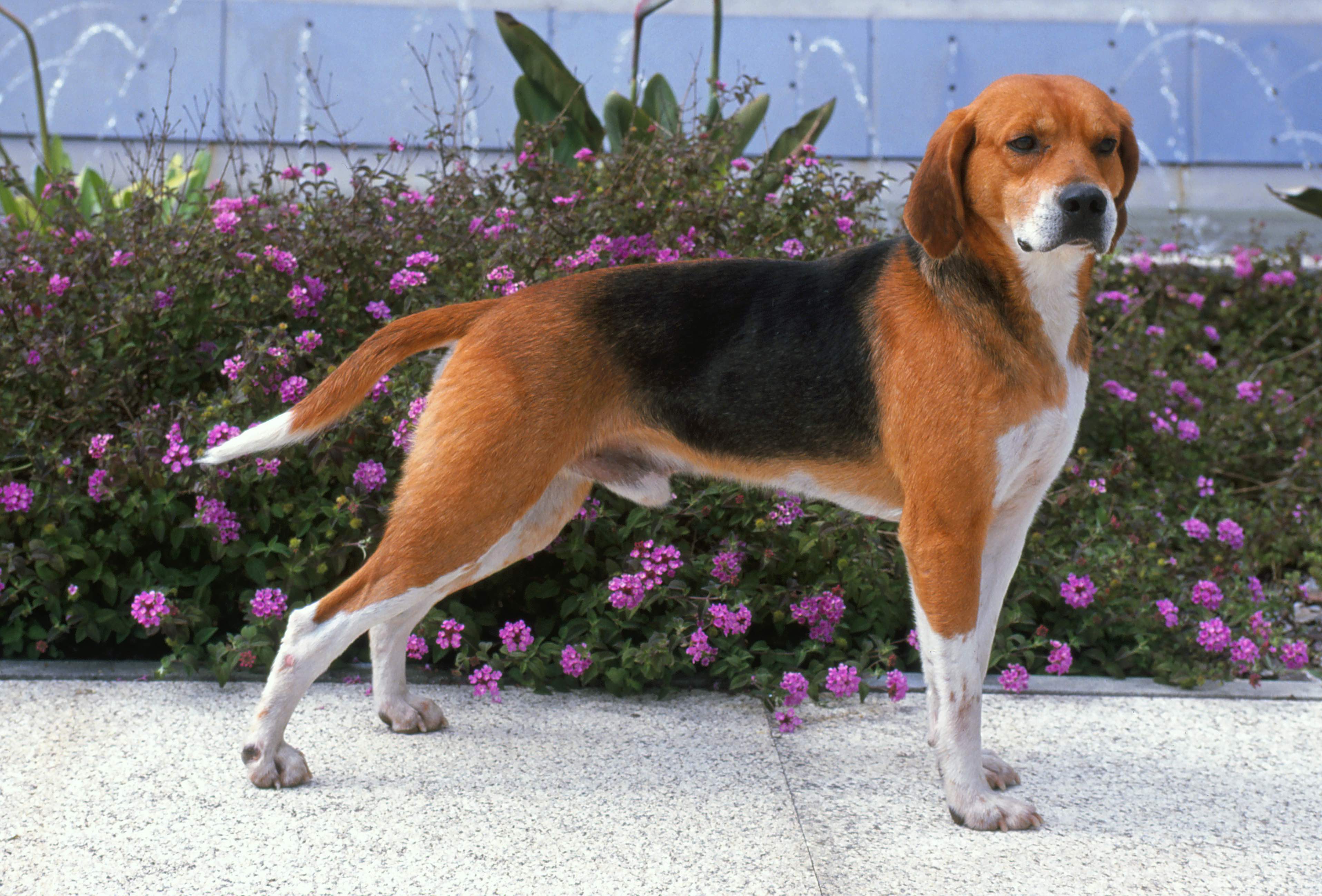 harrier dog standing on sidewalk