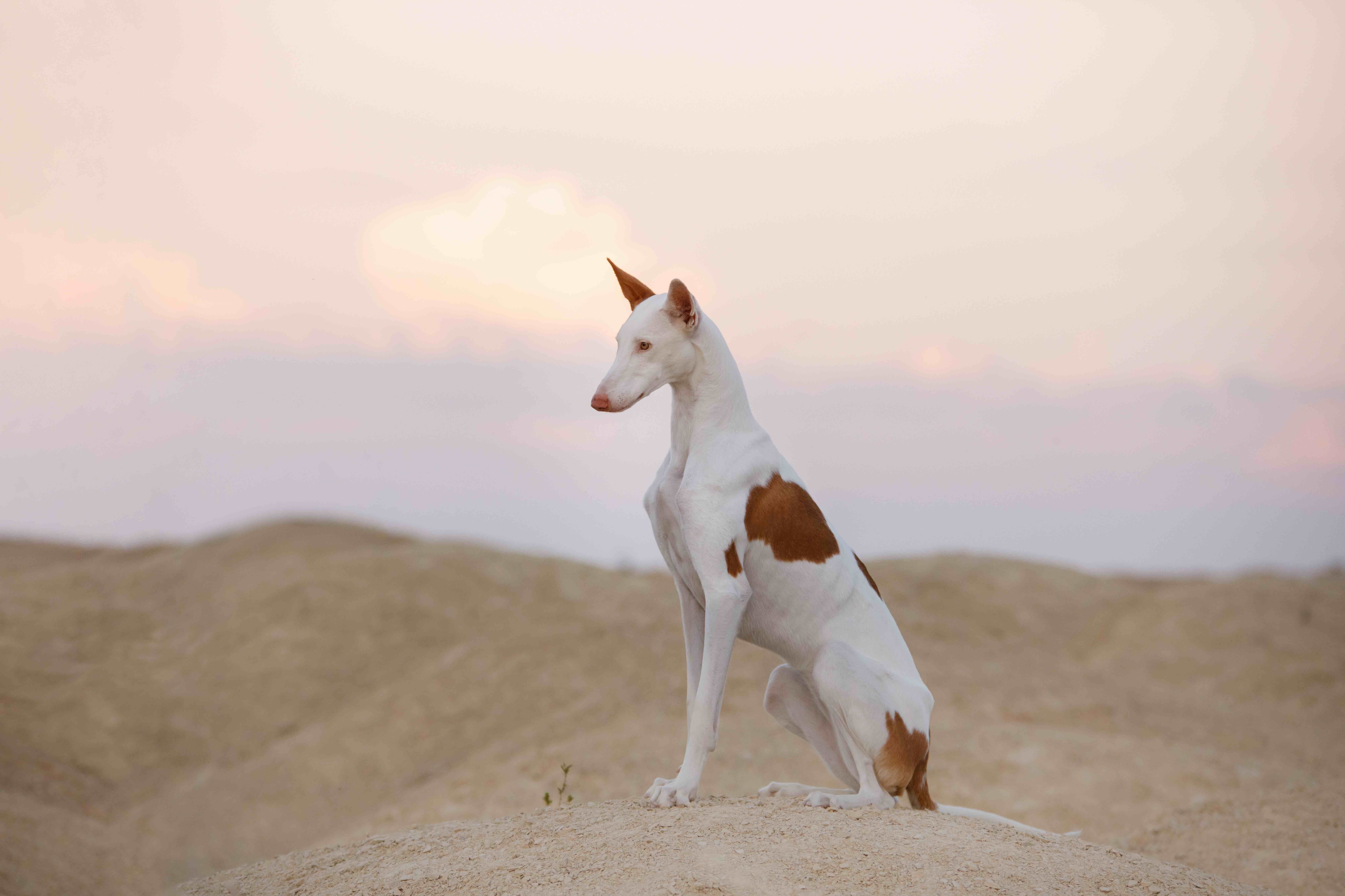 white and red ibizan hound sitting in sandy dunes