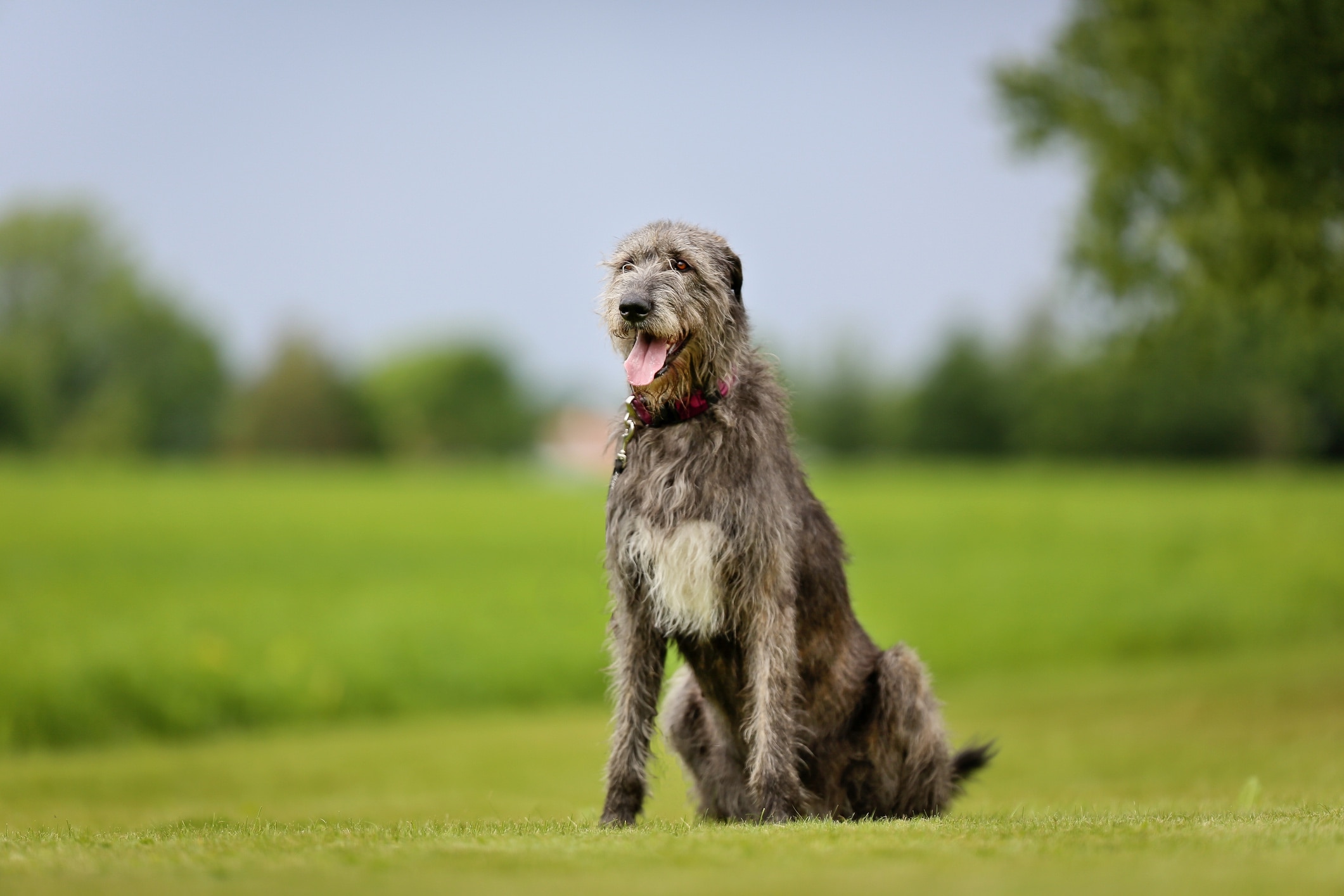 gray irish wolfhound sitting in grass