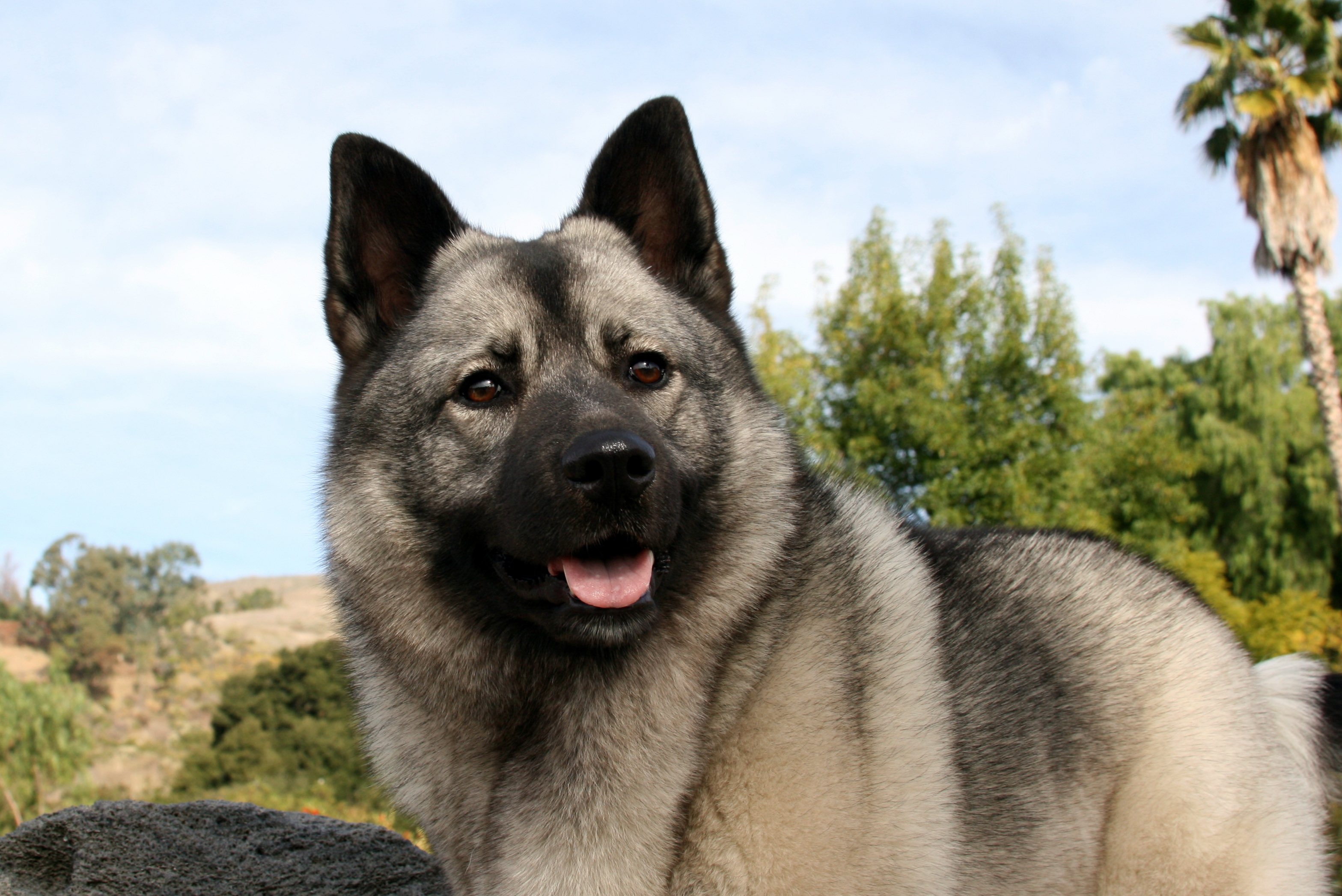 close-up of a norwegian elkhound dog