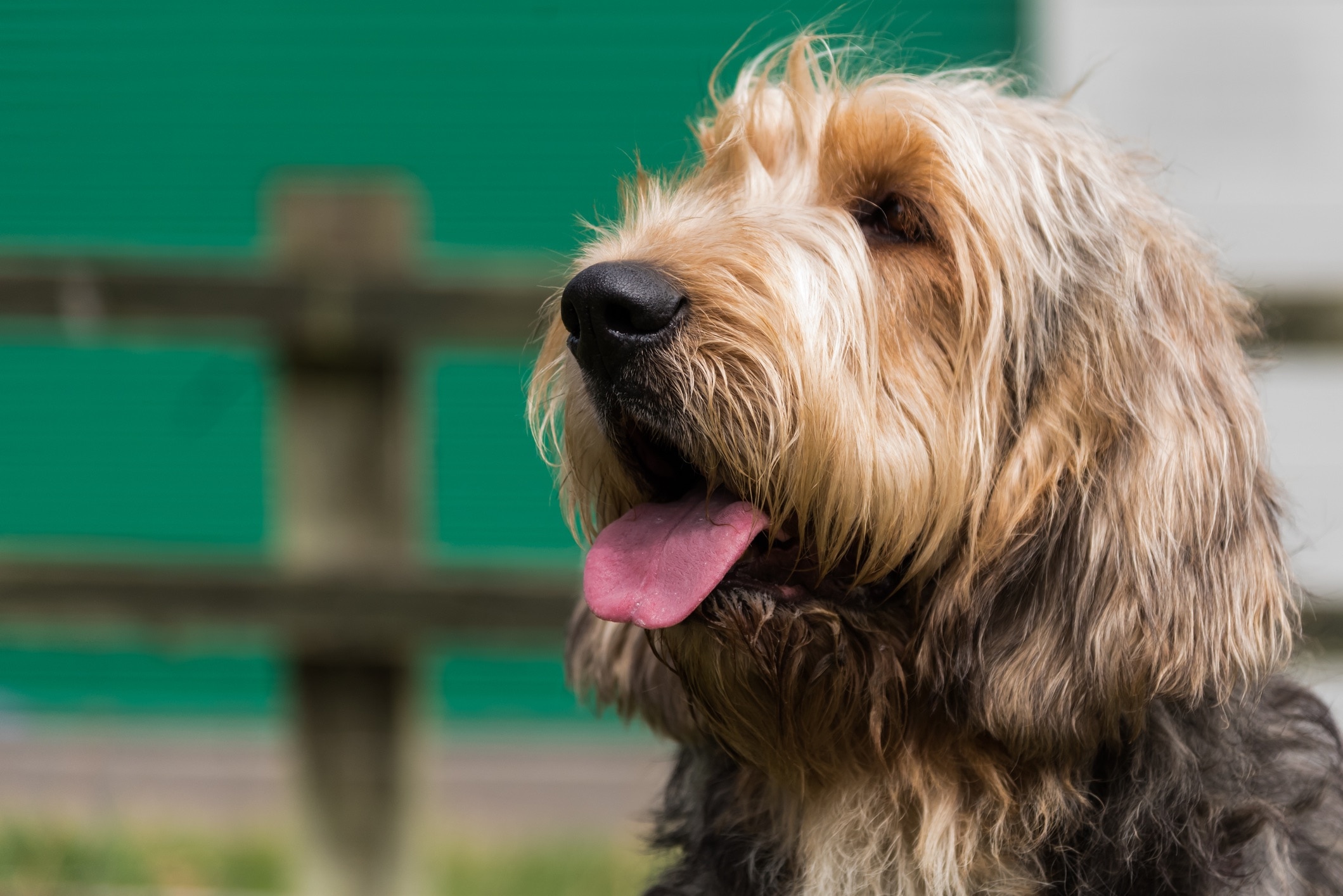 close-up of an otterhound's head