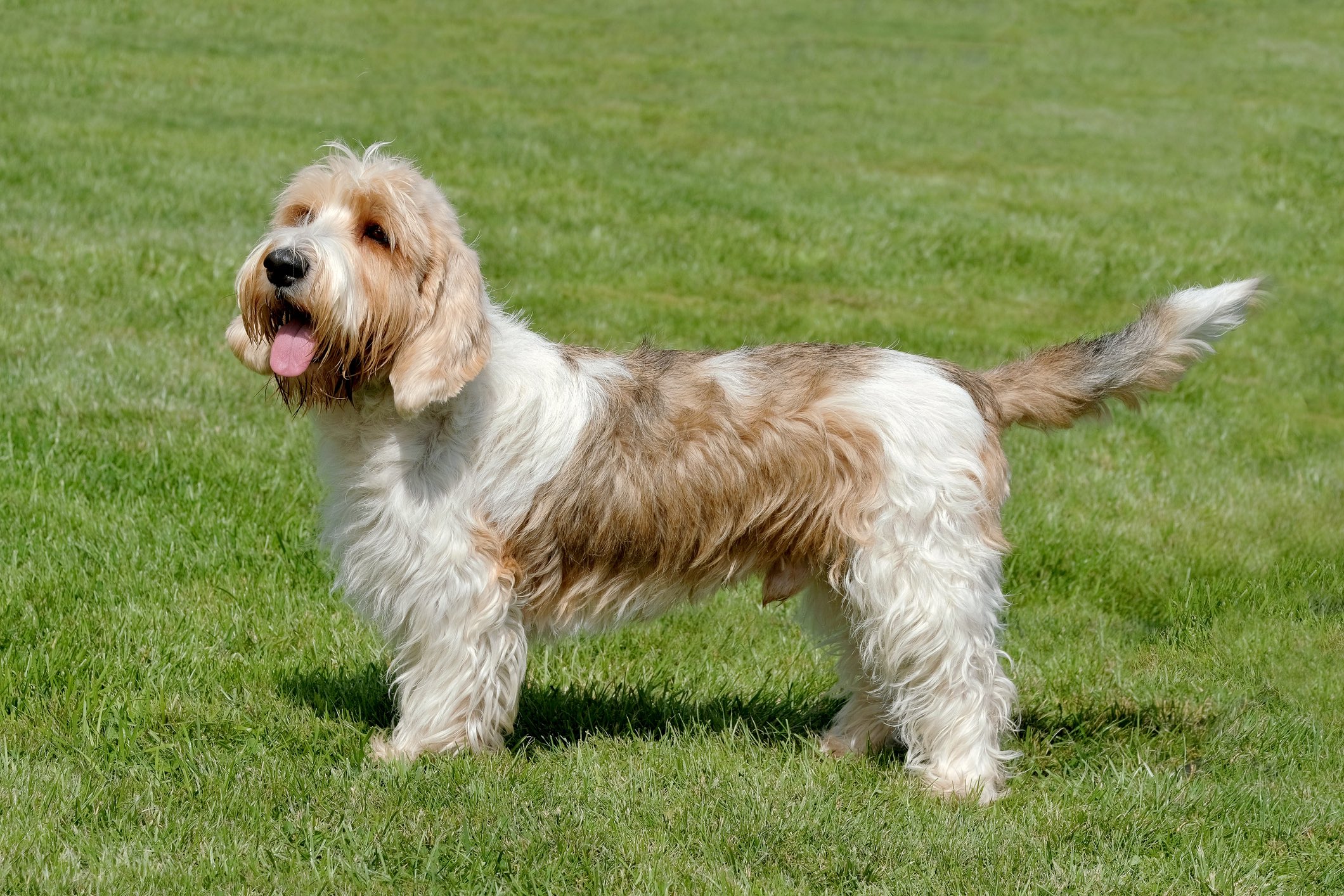 white and brown scruffy petit basset griffon vendeen dog standing in grass