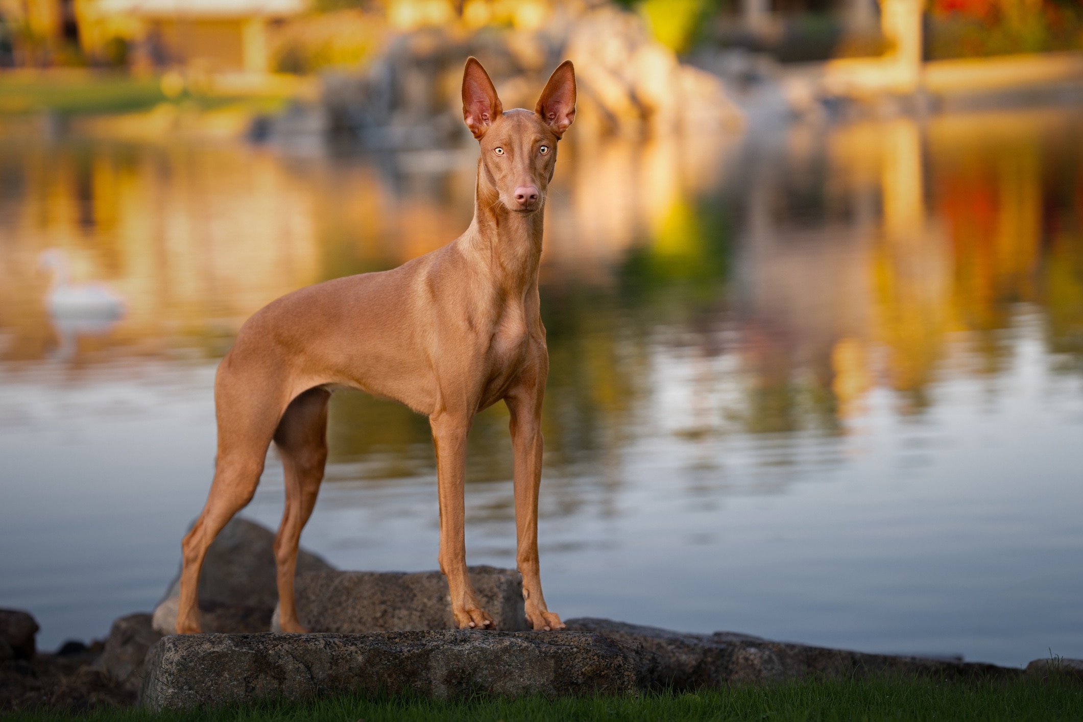 red pharaoh hound standing in front of a body of water
