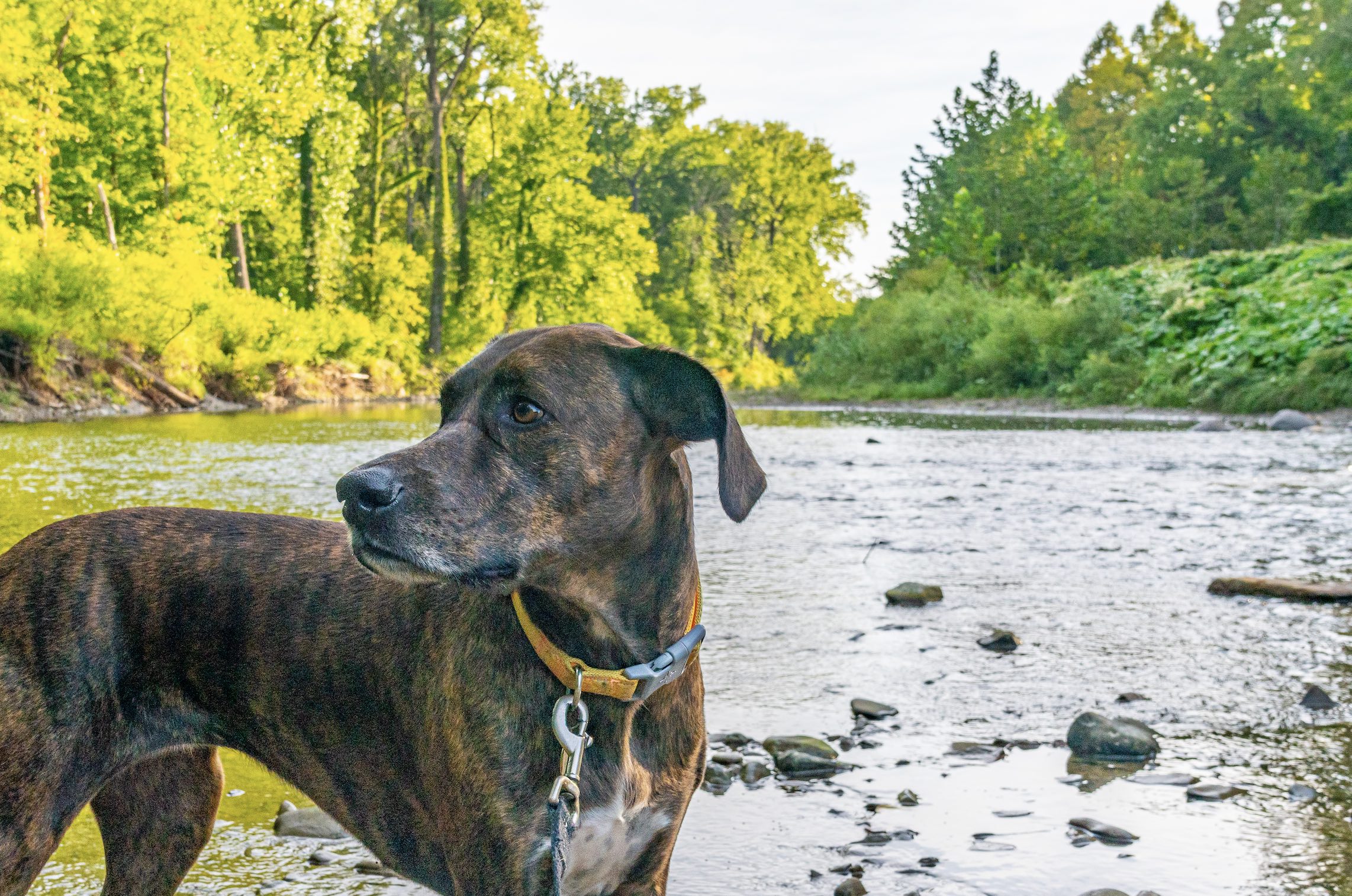 brindle plott hound standing in front of a creek