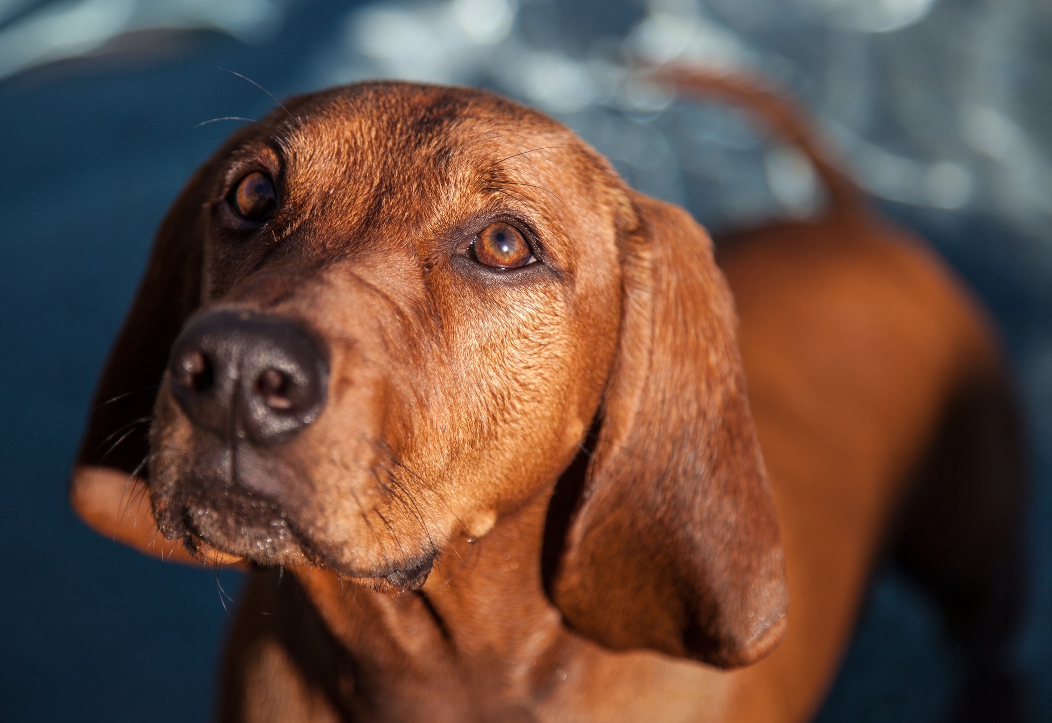 close-up of a redbone coonhound's face