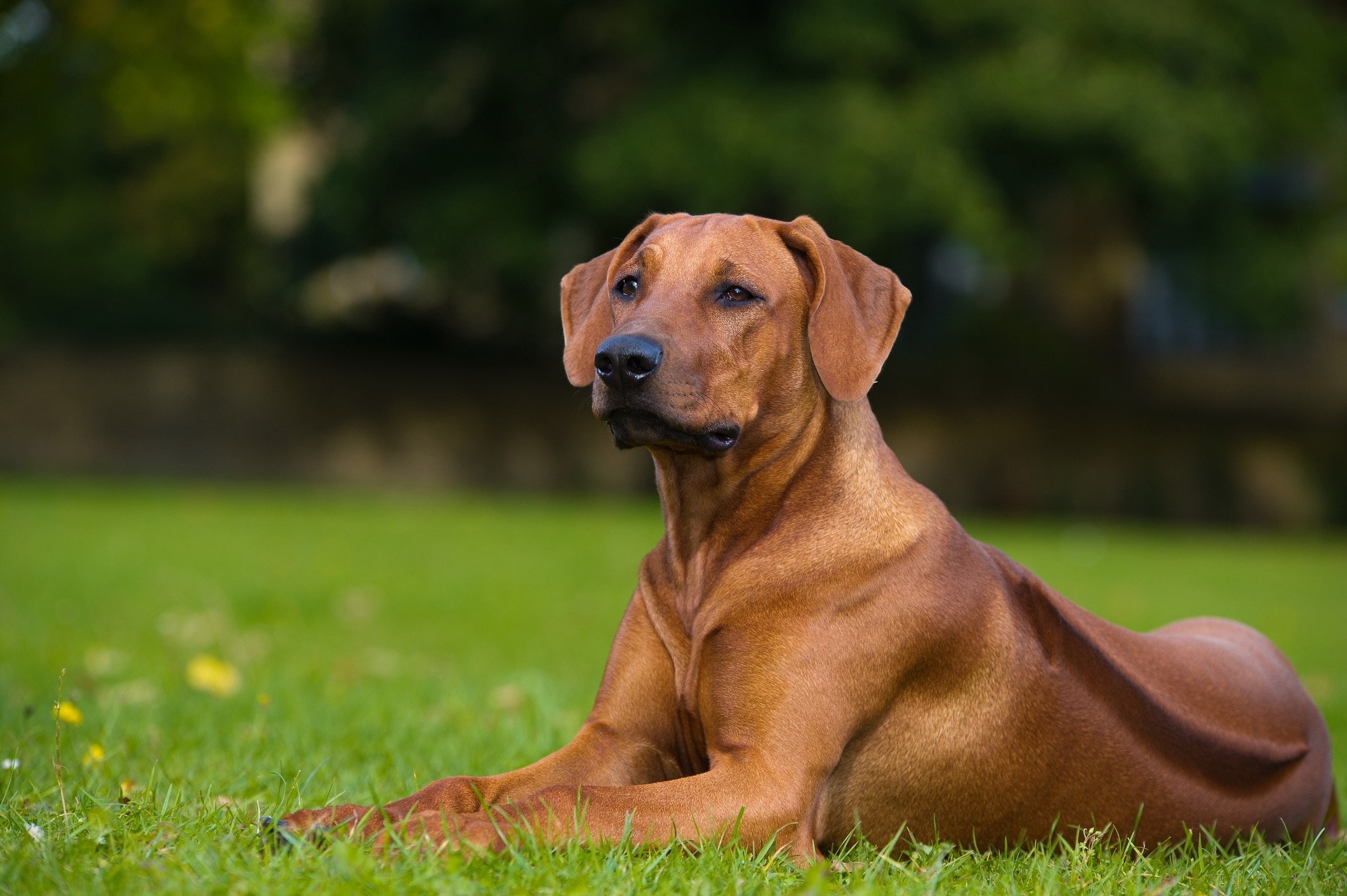 red rhodesian ridgeback lying in grass