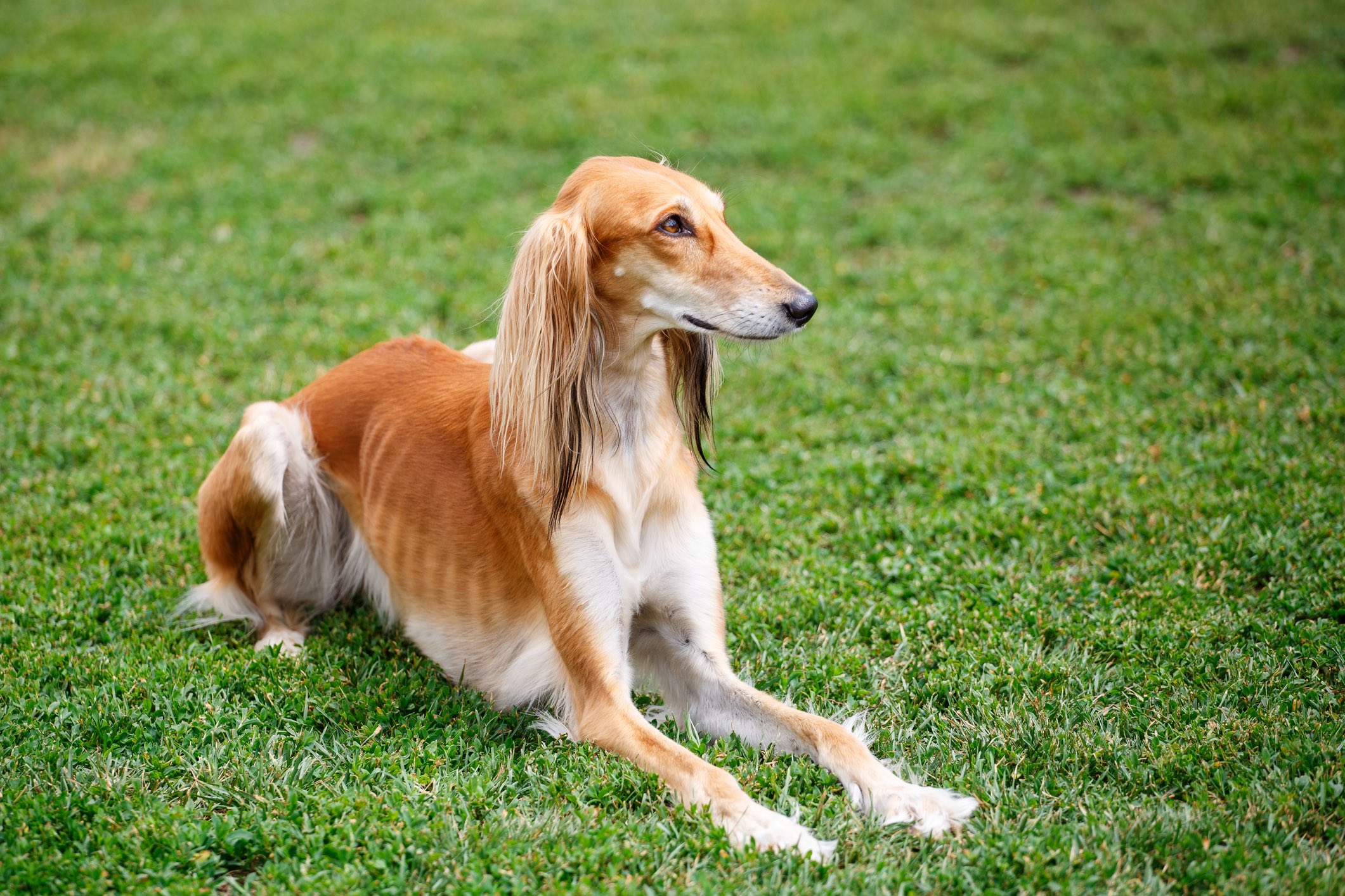 sesame-colored saluki lying on a lawn