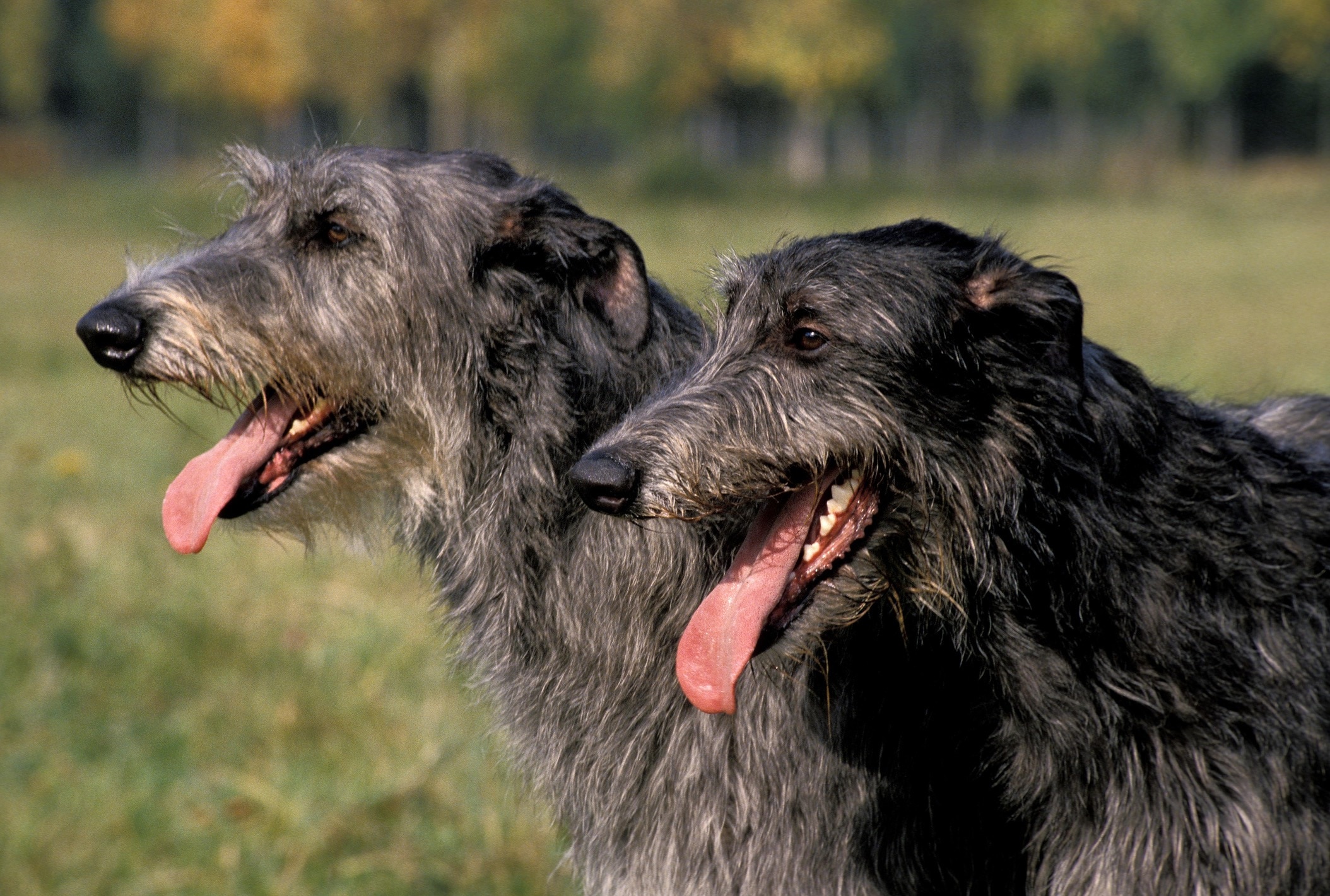 two scottish deerhounds standing together 