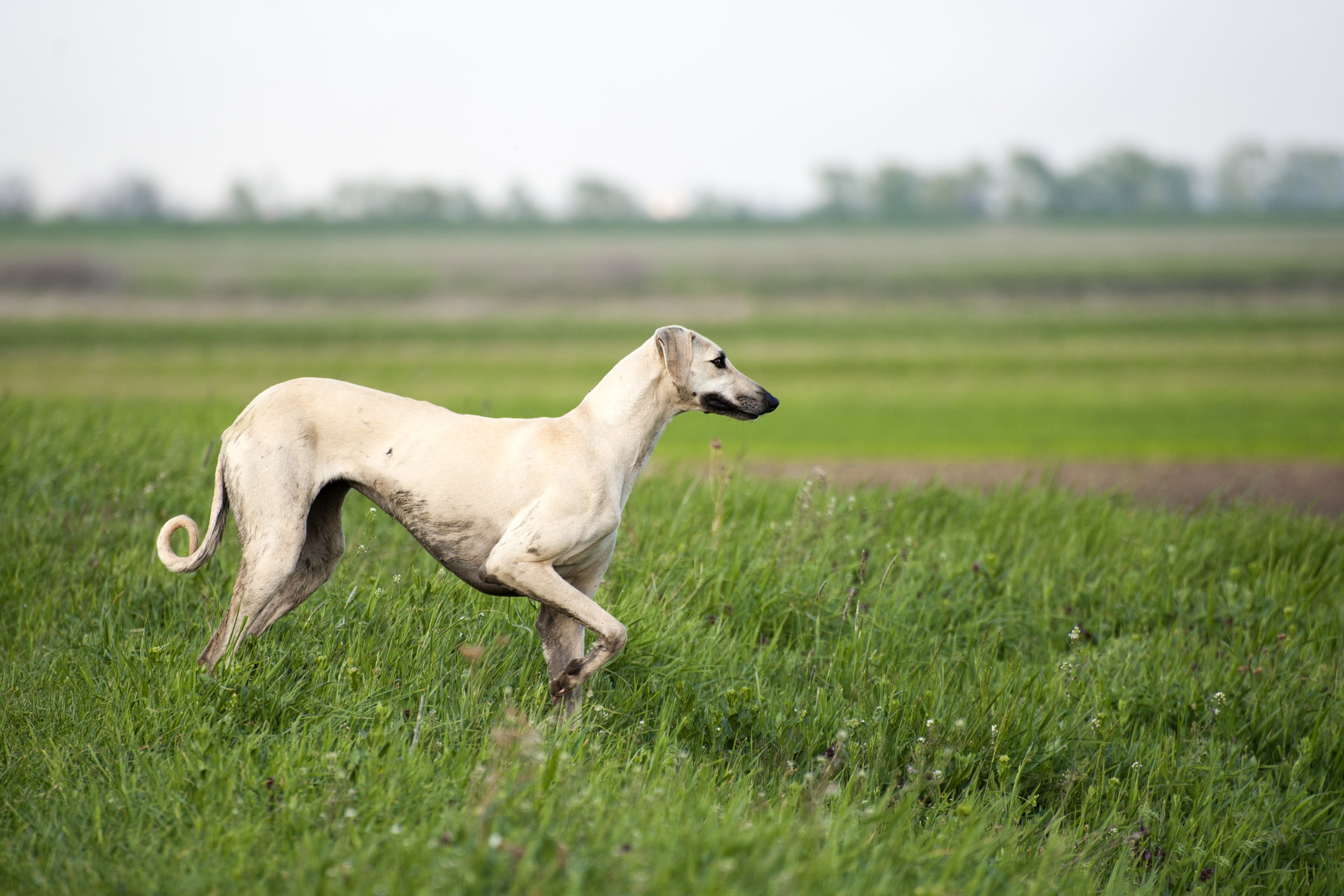 tan sloughi dog walking through an open grassy field