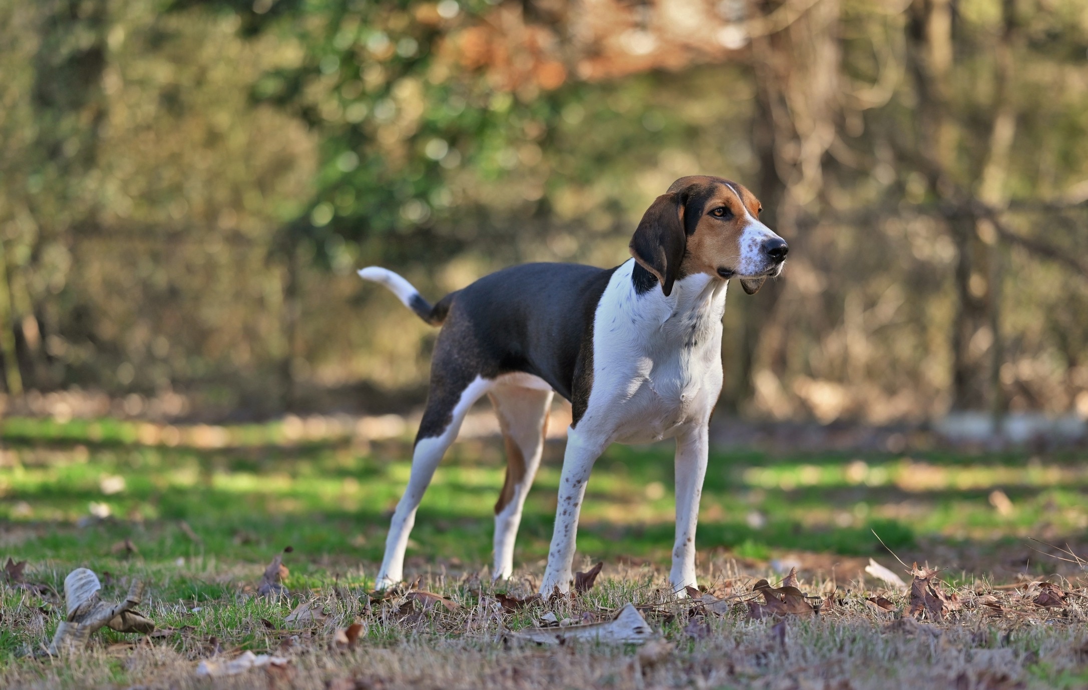 treeing walker coonhound standing in a field
