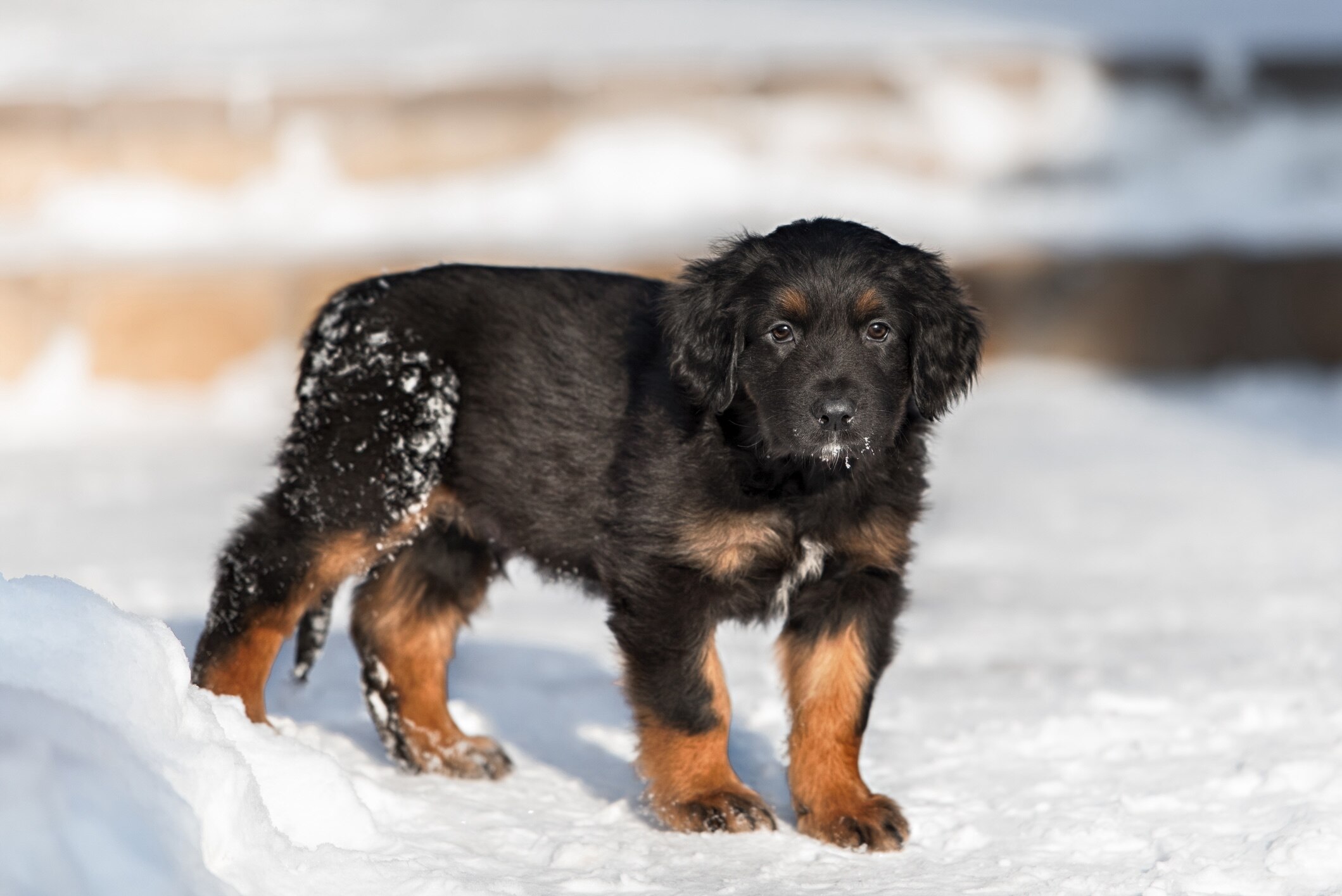 black and tan hovawart puppy standing in snow