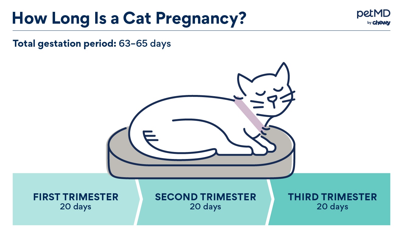 graphic depicting the pregnancy timeline of a cat