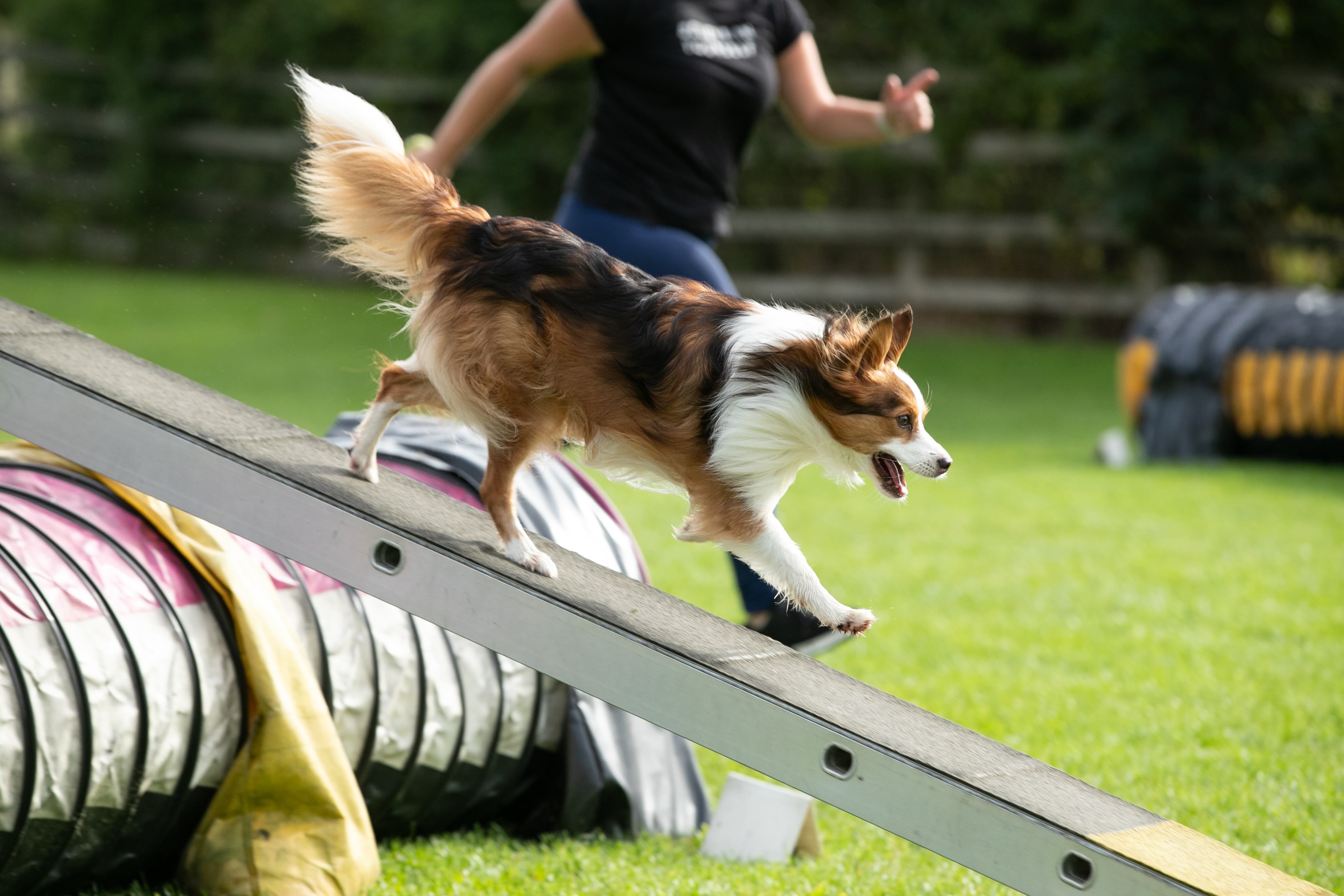 A tricolor dog runs on an agility course. Dog sports like agilest are a good wat to bond with your dog.