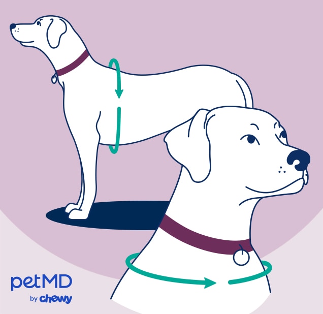 diagram demonstrating how to measure a dog's girth