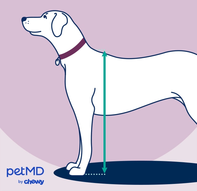 diagram demonstrating how to measure a dog's height