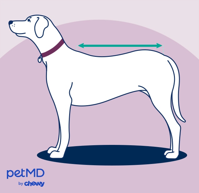 diagram demonstrating how to measure a dog's length