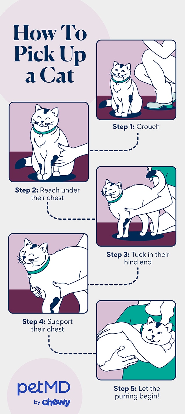 illustration detailing the steps for picking up a cat