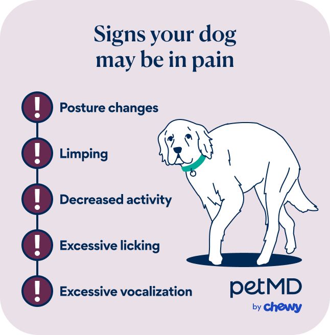 Signs your dog may be in pain include posture changes, limping, decreased activity, excessive licking, and excessive vocalization