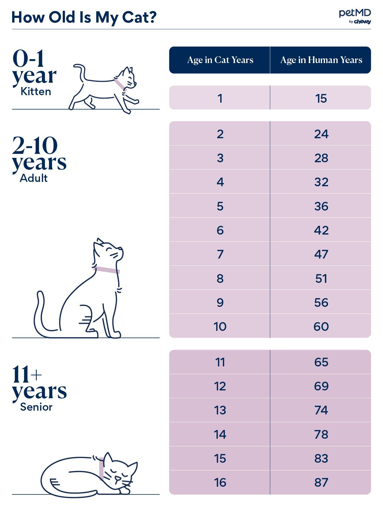 A infographic chart detailing the age conversion of a cat's age to human years.