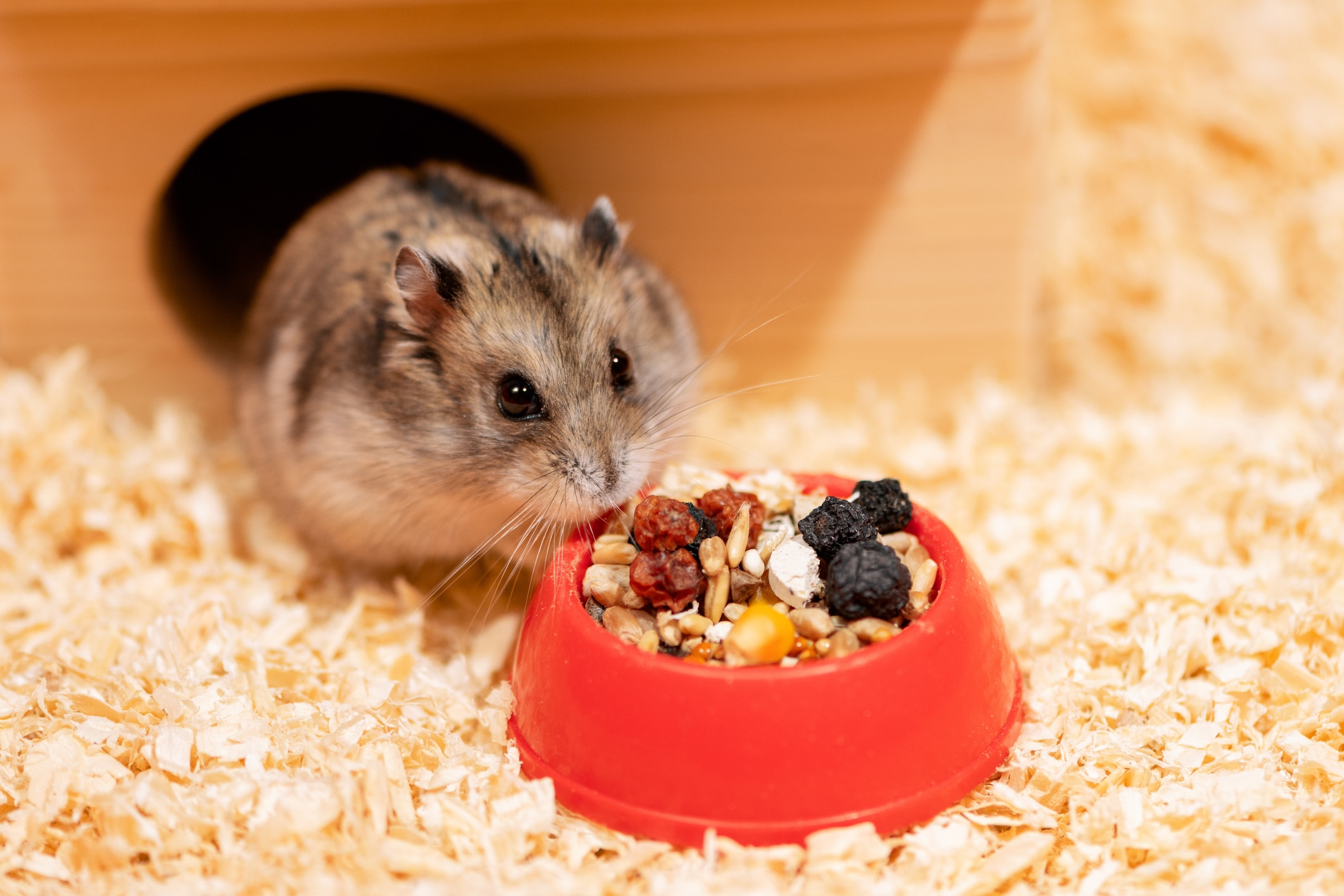 Hamster eating food