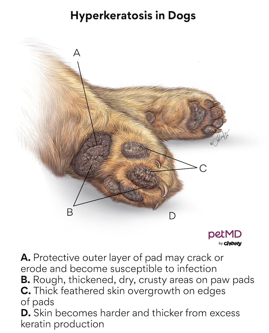 A diagram of hyperkeratosis in dog paws.