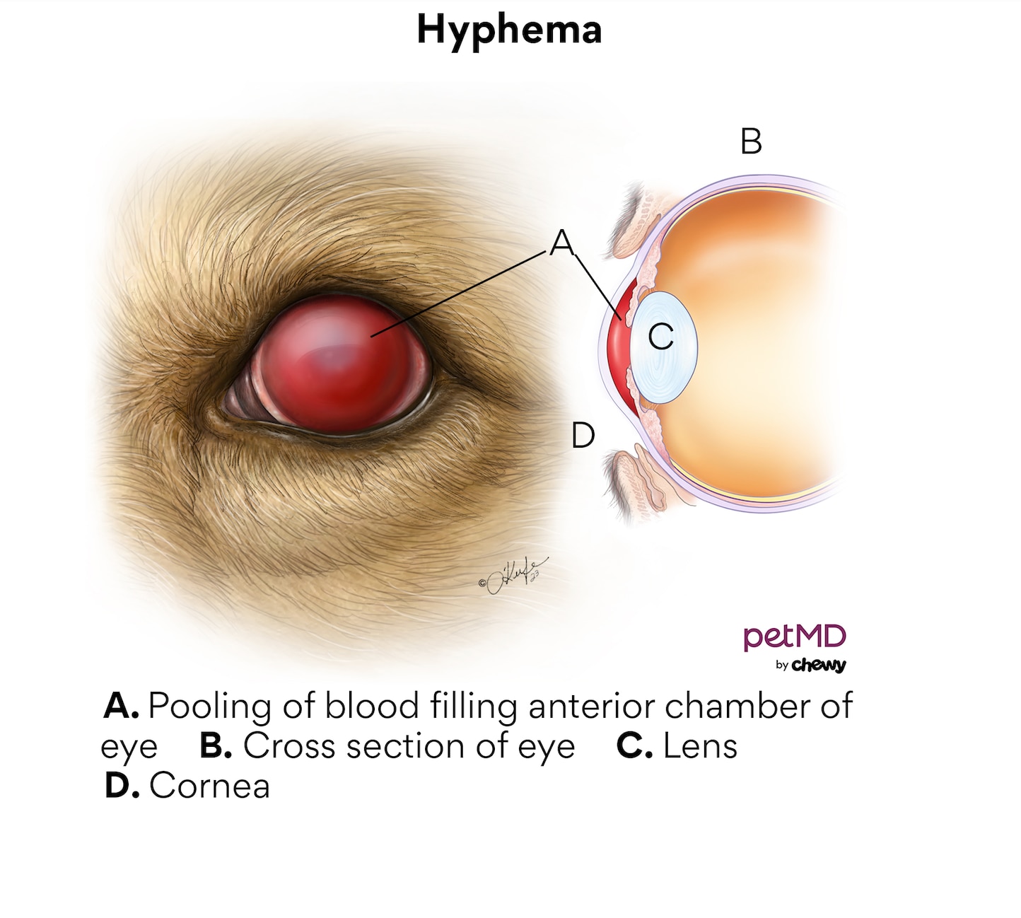 Dog red eye treatment sale