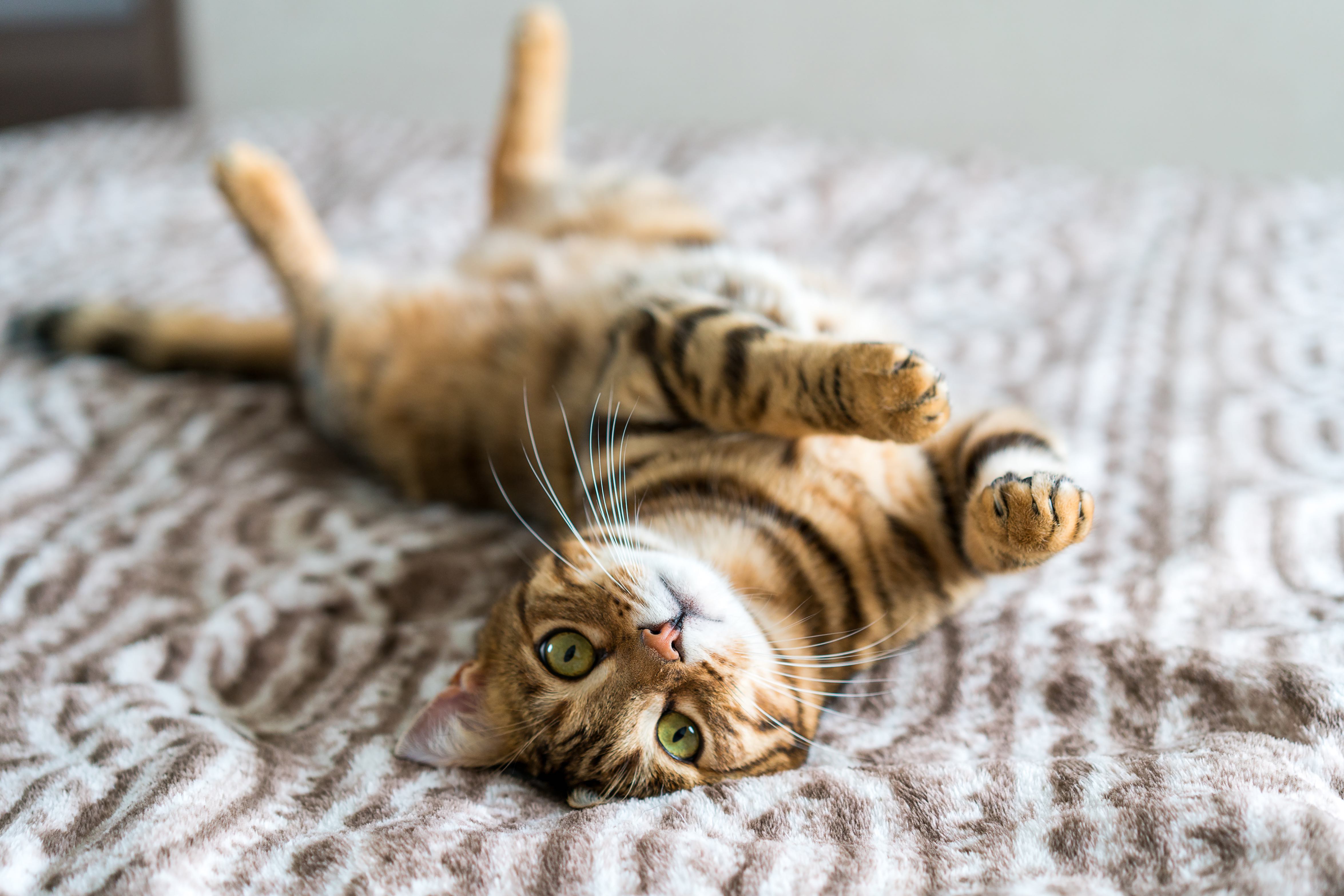 bengal cat lying on a bed on his back and showing his stomach
