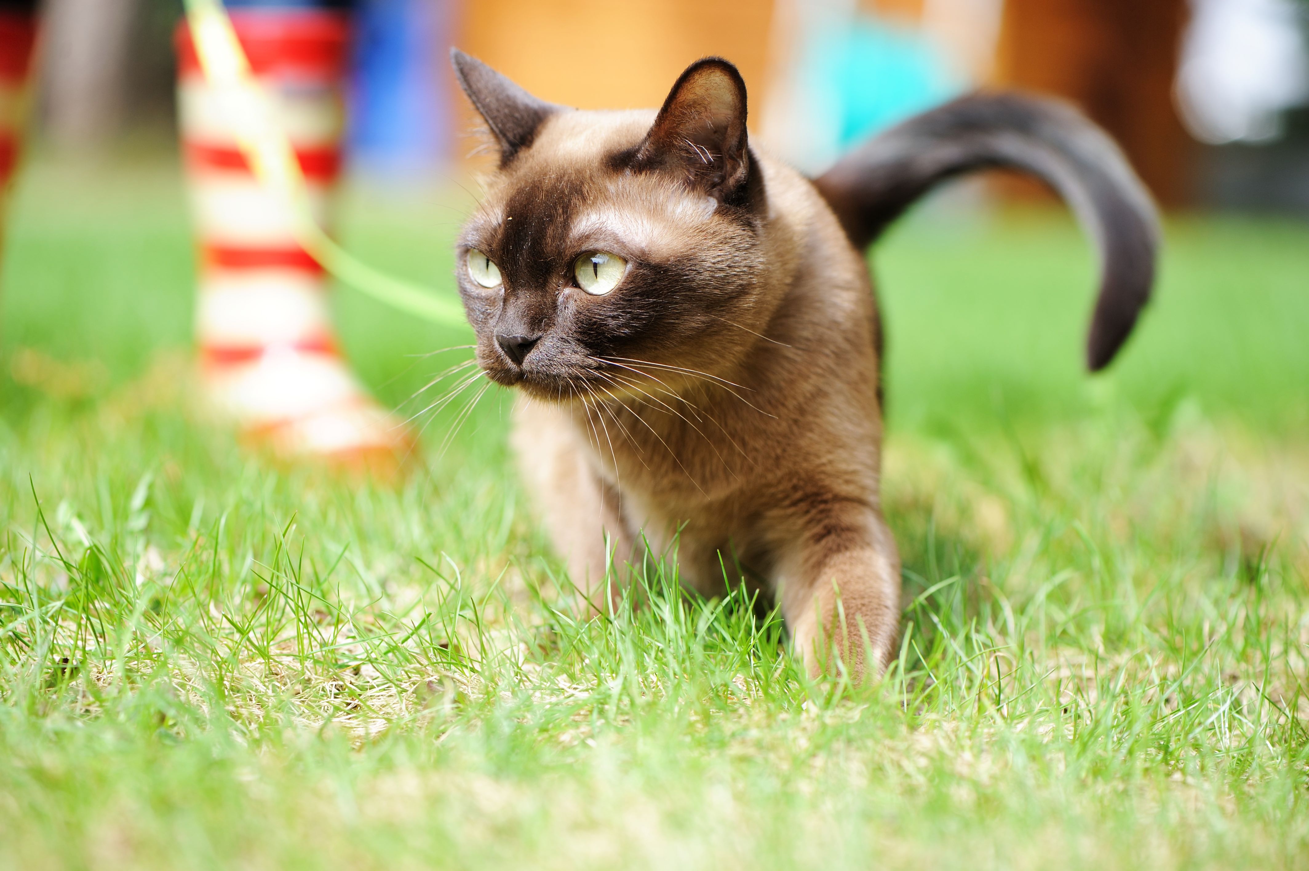 burmese cat walking on a leash and harness outside
