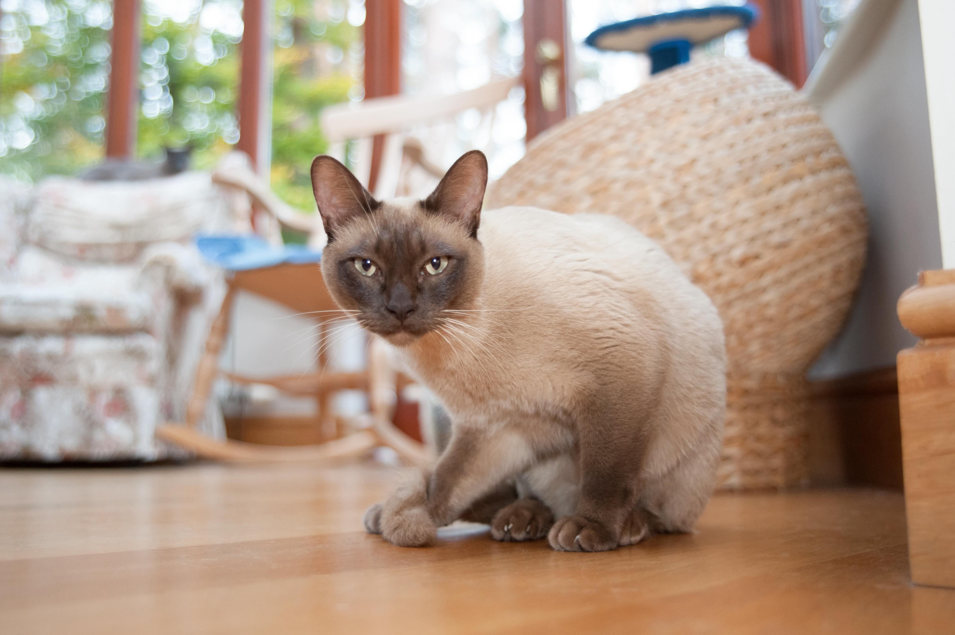 champagne tonkinese cat sitting on the floor and looking straight at the camera