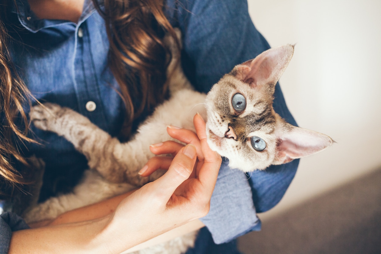 woman holding a devon rex cat like a baby