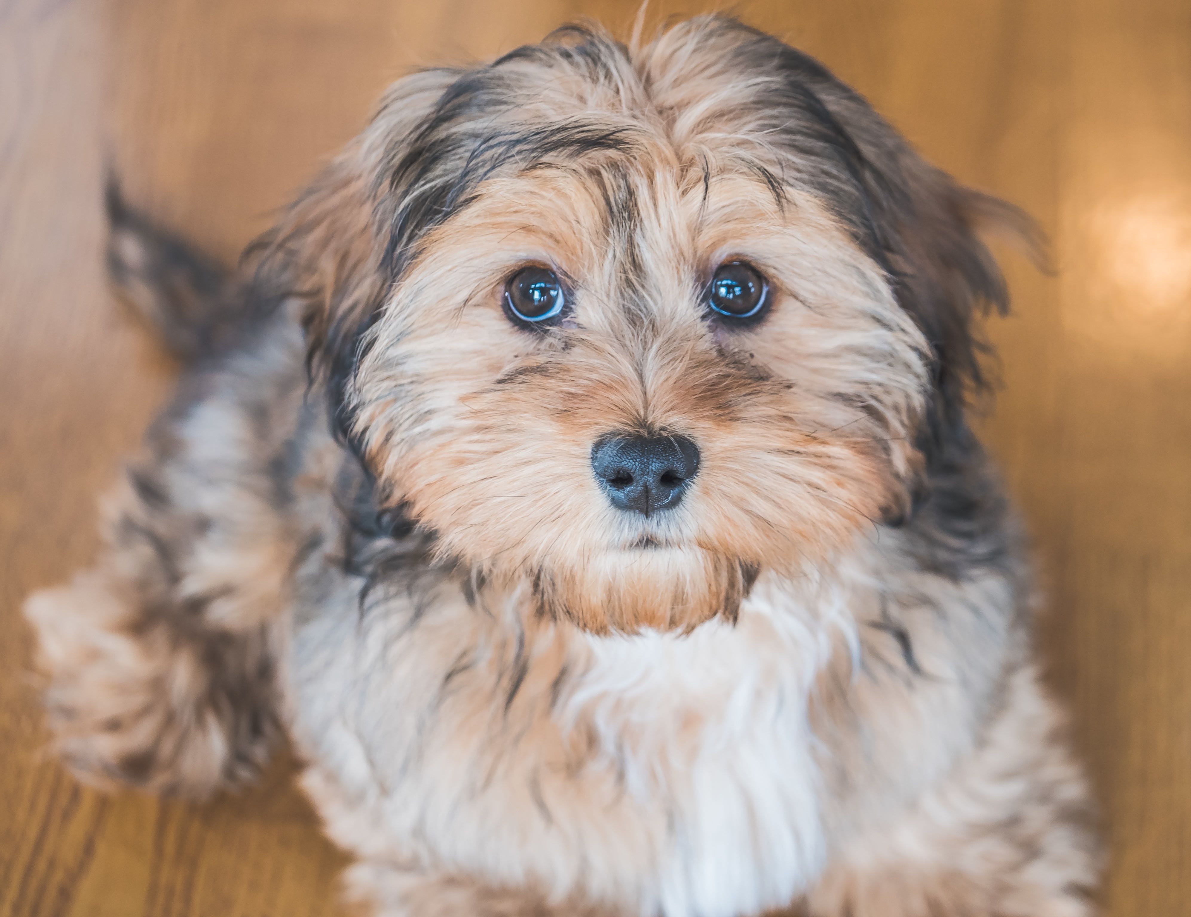 tan and black shih-poo dog close-up