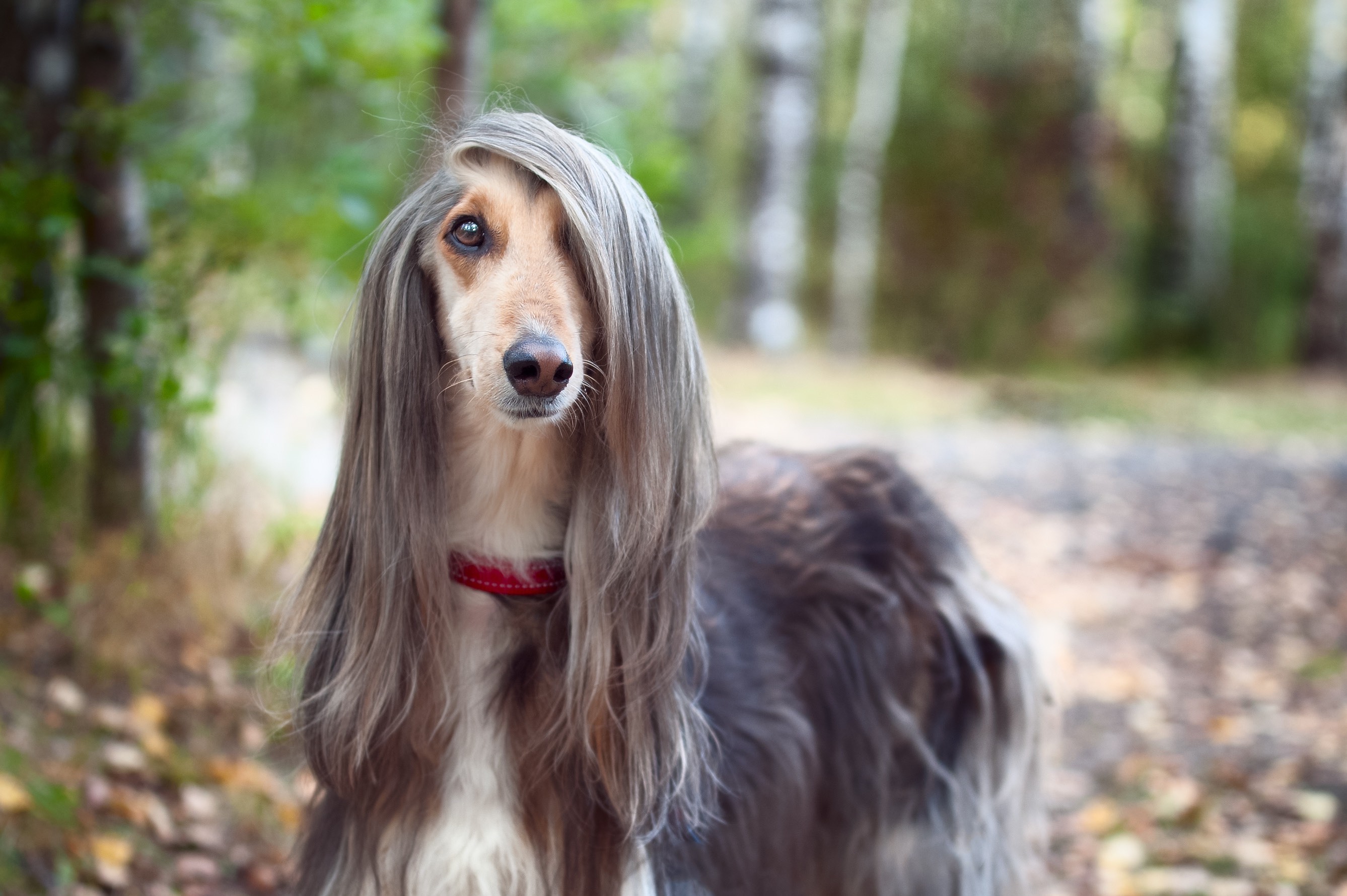 gray and tan afghan hound looking at the camera