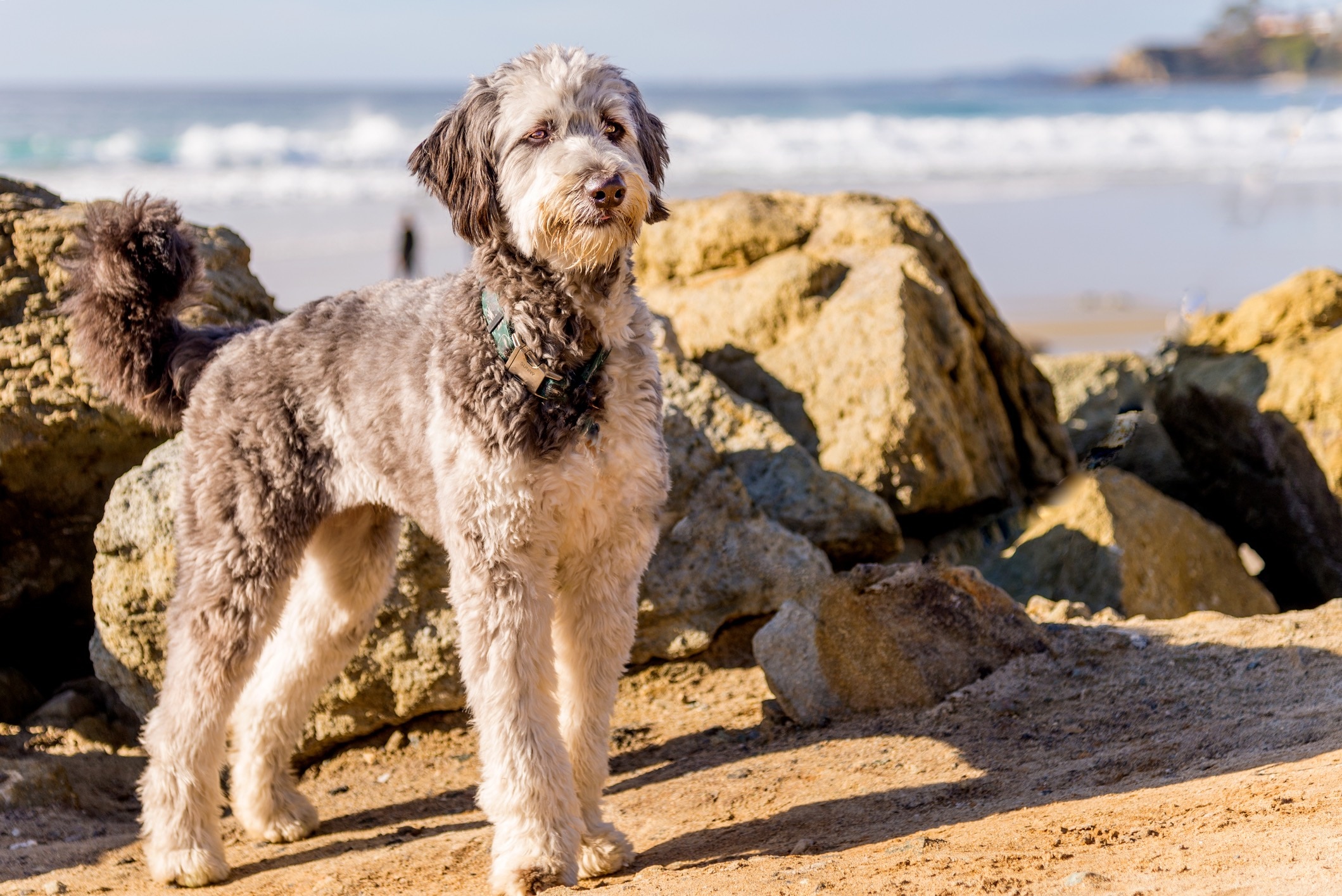 Family dog orders hypoallergenic