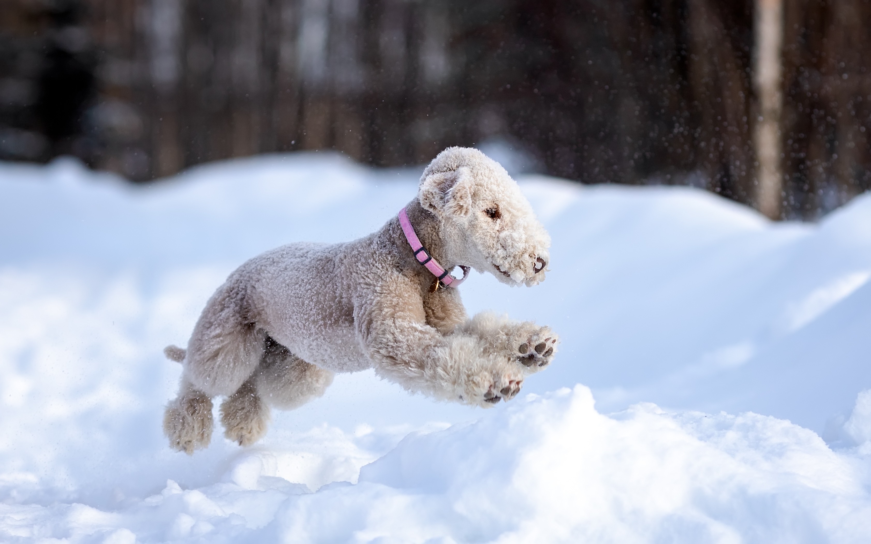 white bedlington terrier running through snow
