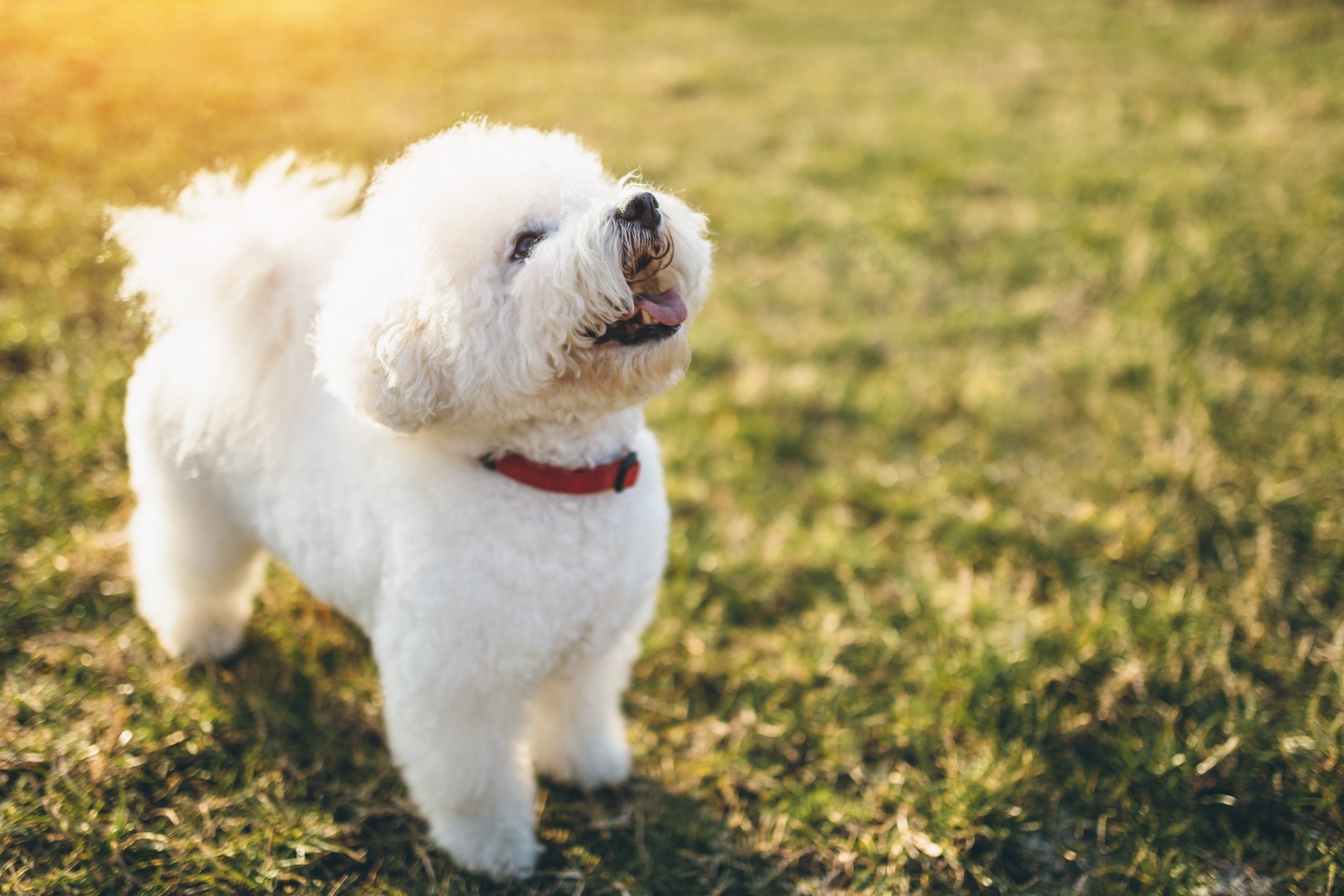 white bichon frise dog looking up in the grass
