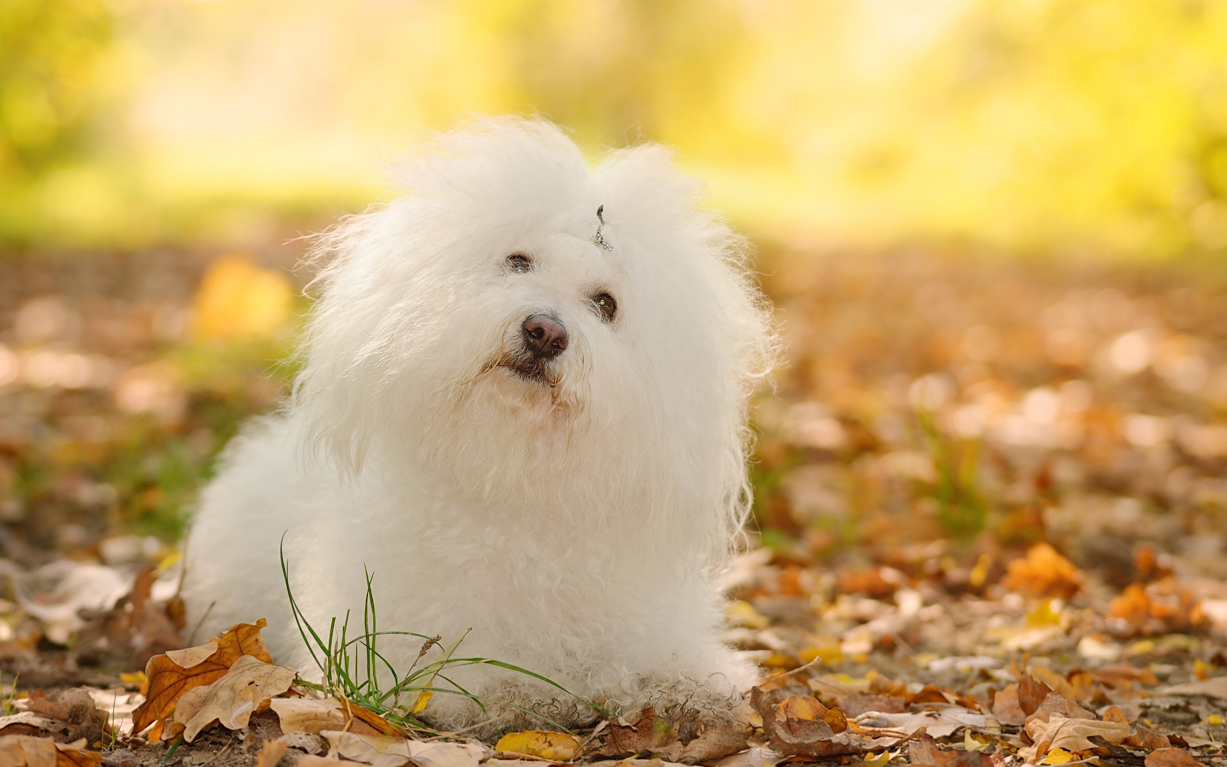 Bichon itching orders constantly