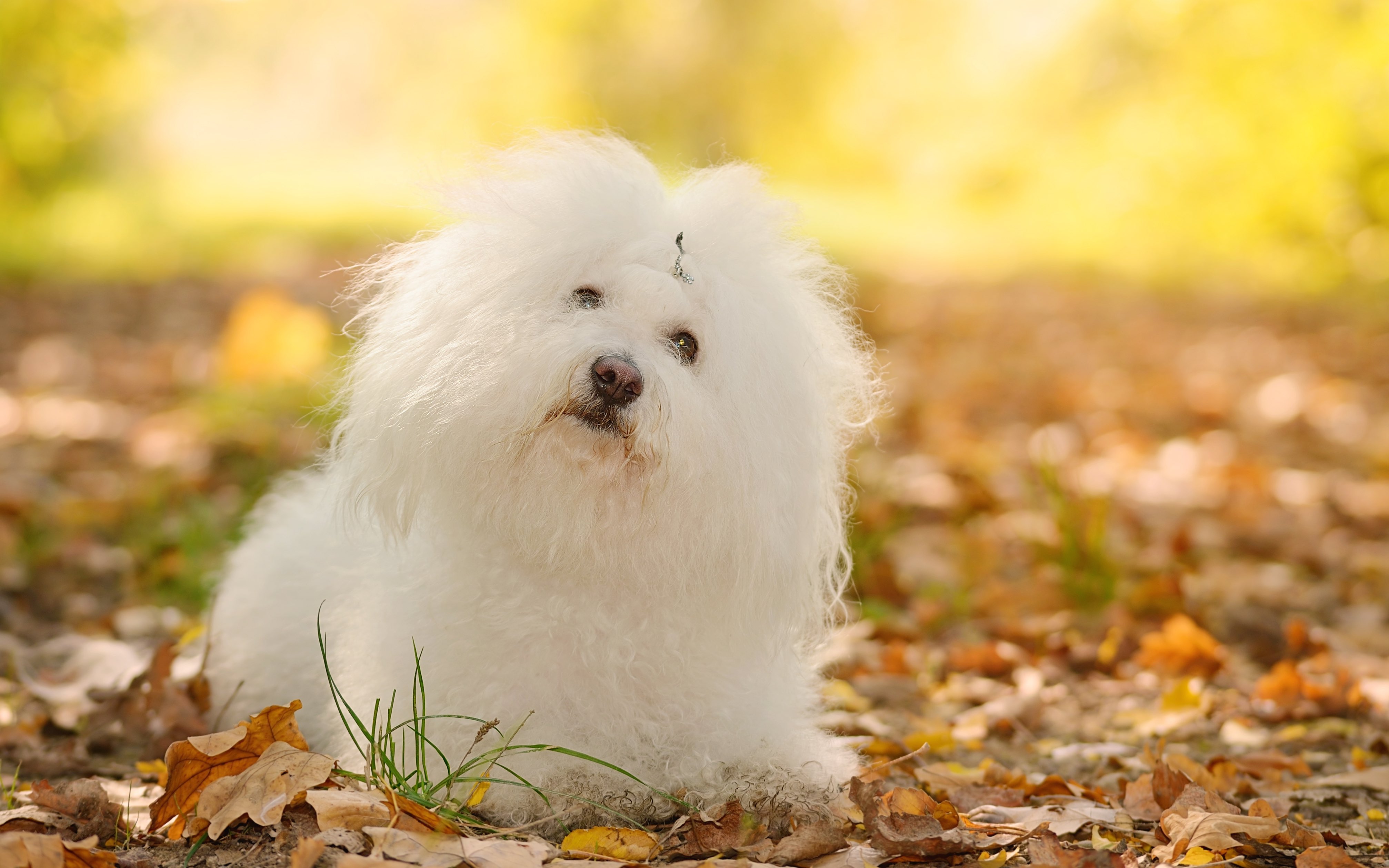 white bolognese dog sitting in an autumn forest