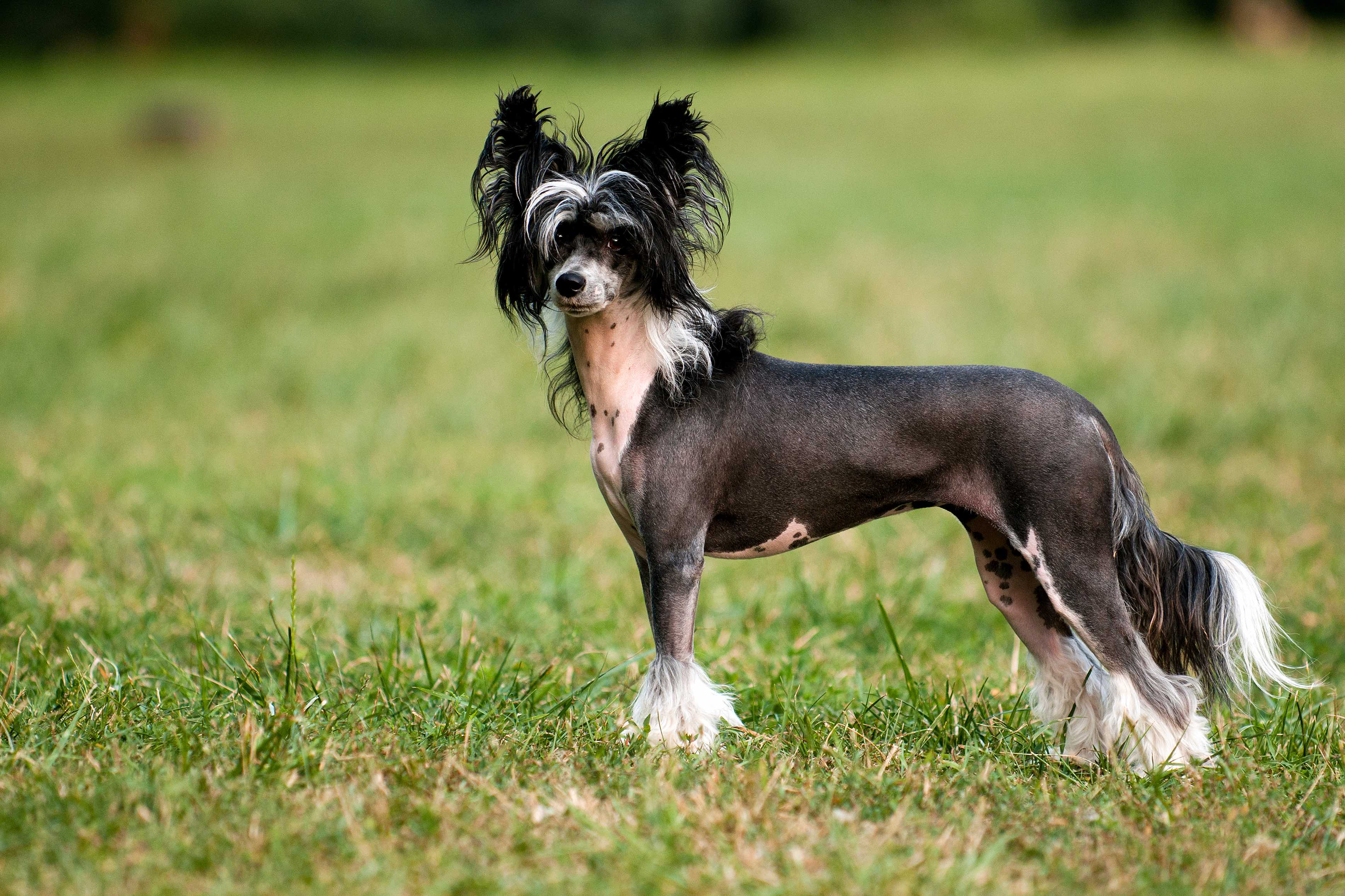 black hairless chinese crested looking at the camera