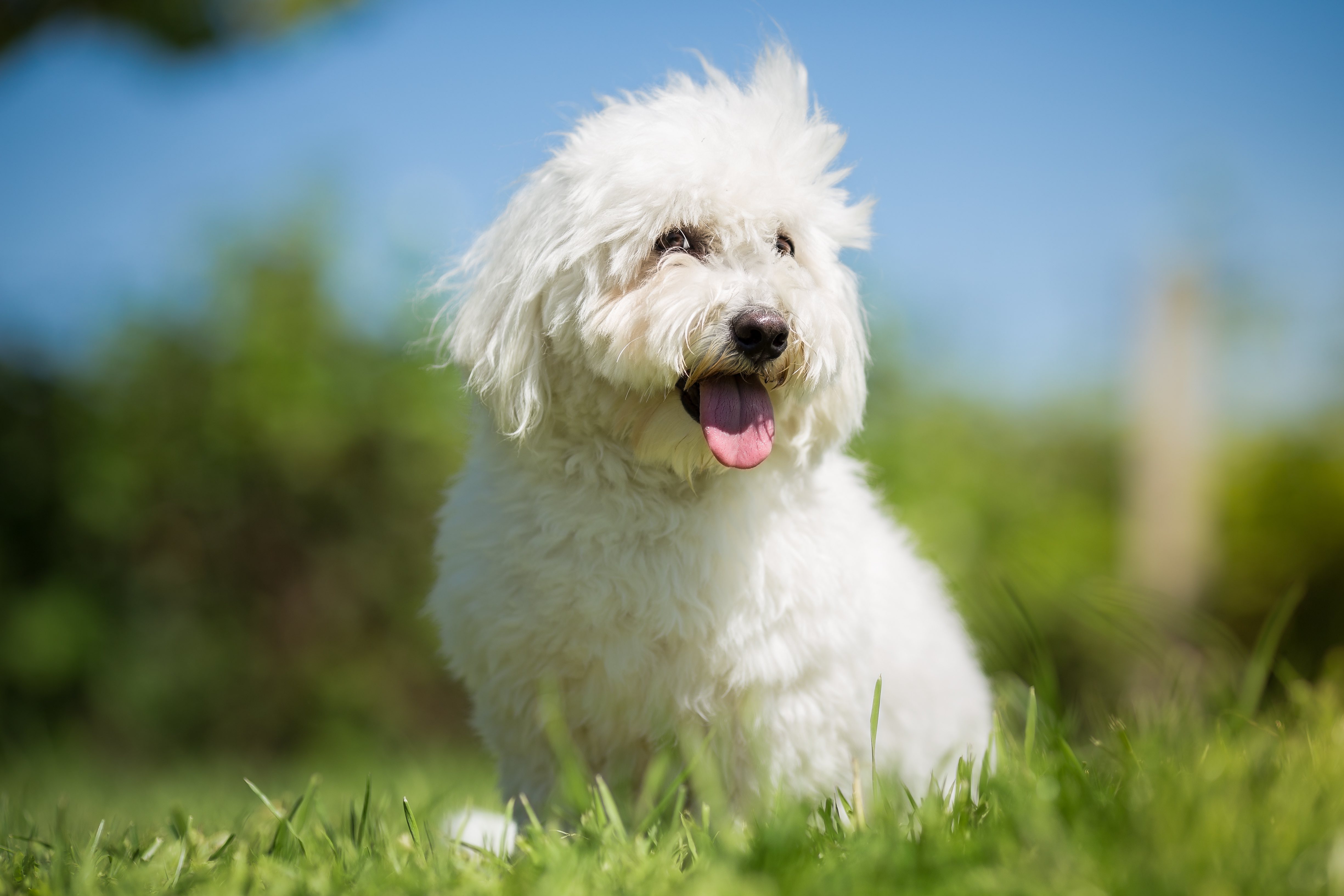 white coton de tulear sitting in grass with hair blowing in the wind