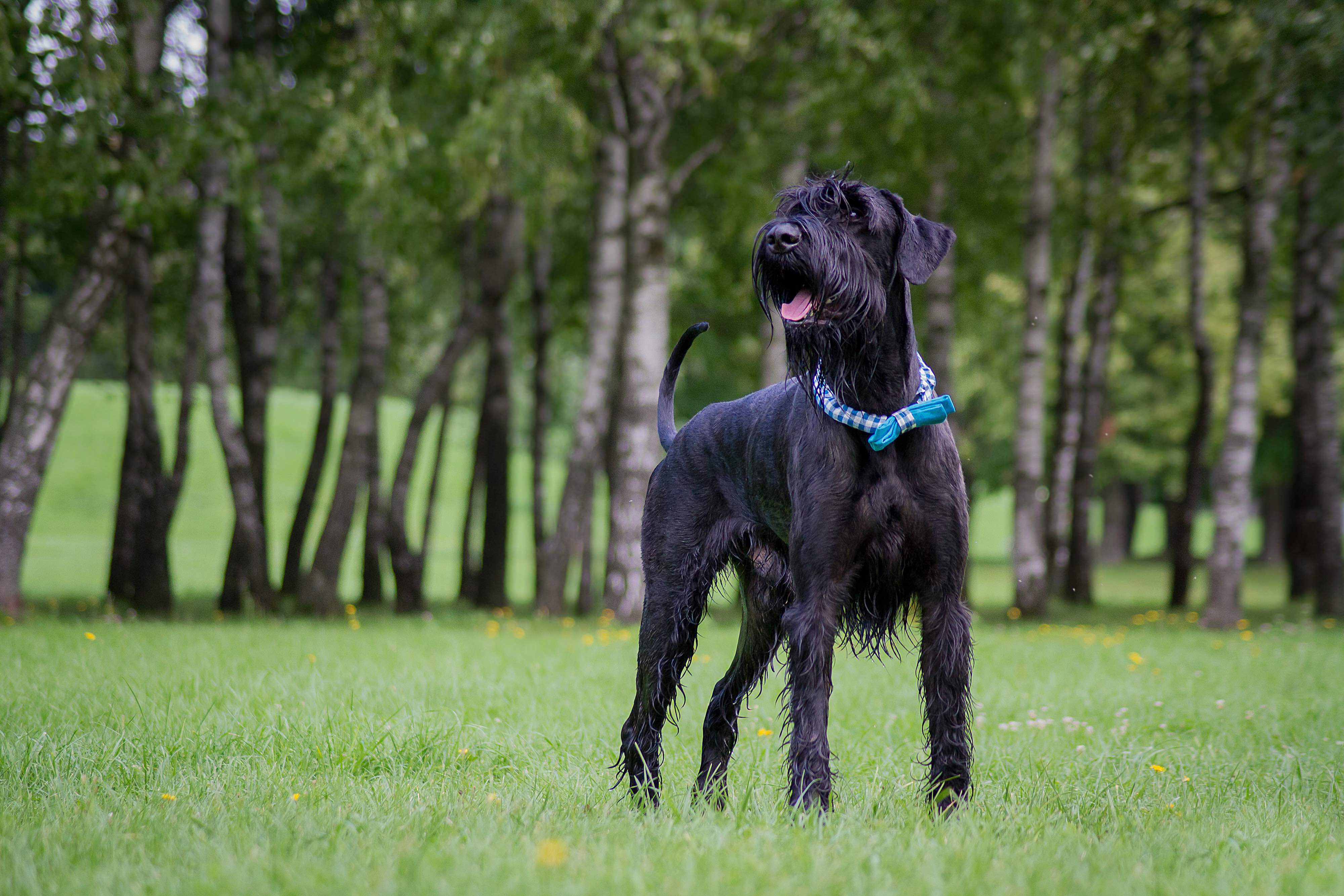 black wet giant schnauzer wearing a blue bow collar standing in a park