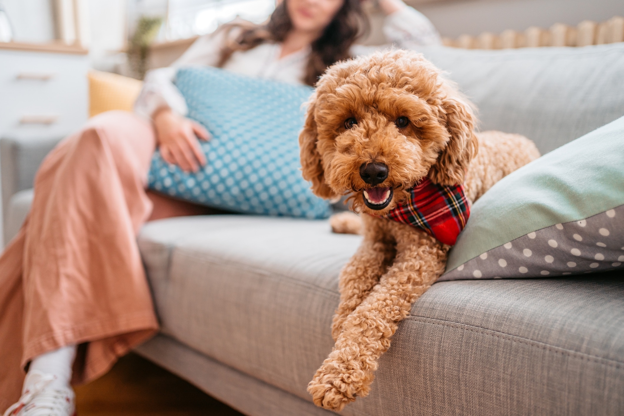 goldendoodle lying on a couch with a person sitting in the background