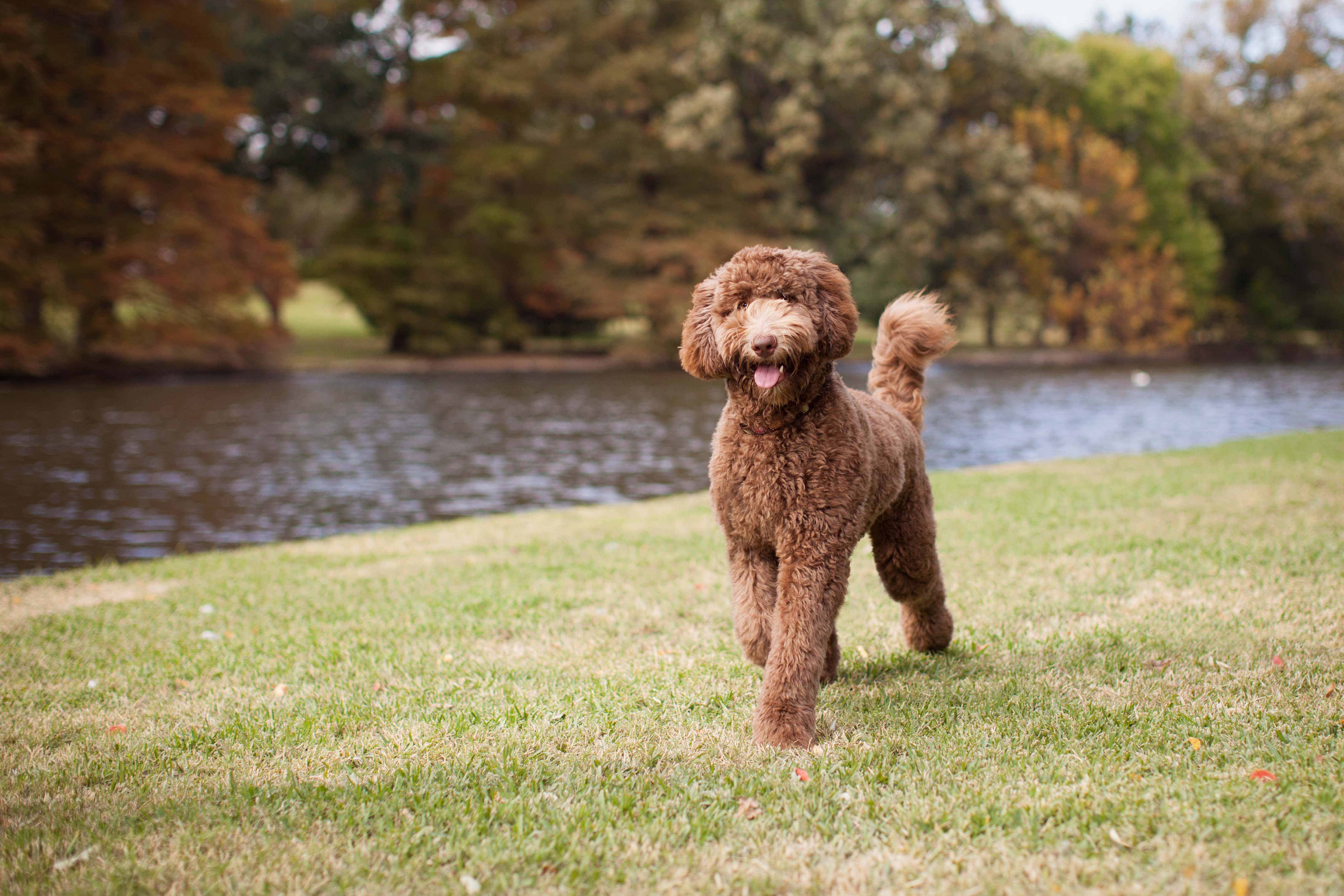 Big curly dog best sale