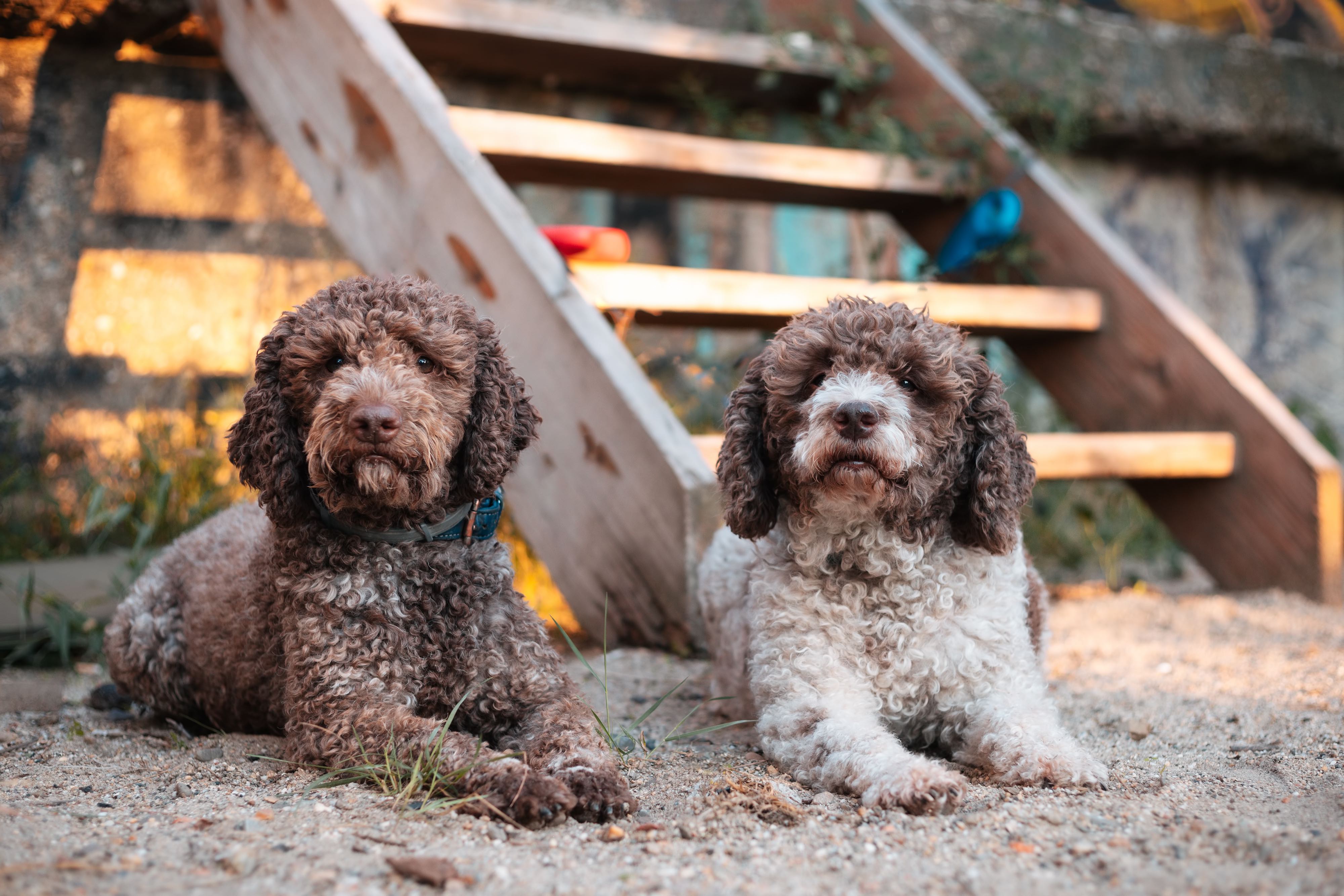 two lagotto romagnolo dogs lying in dirt staring at the camera